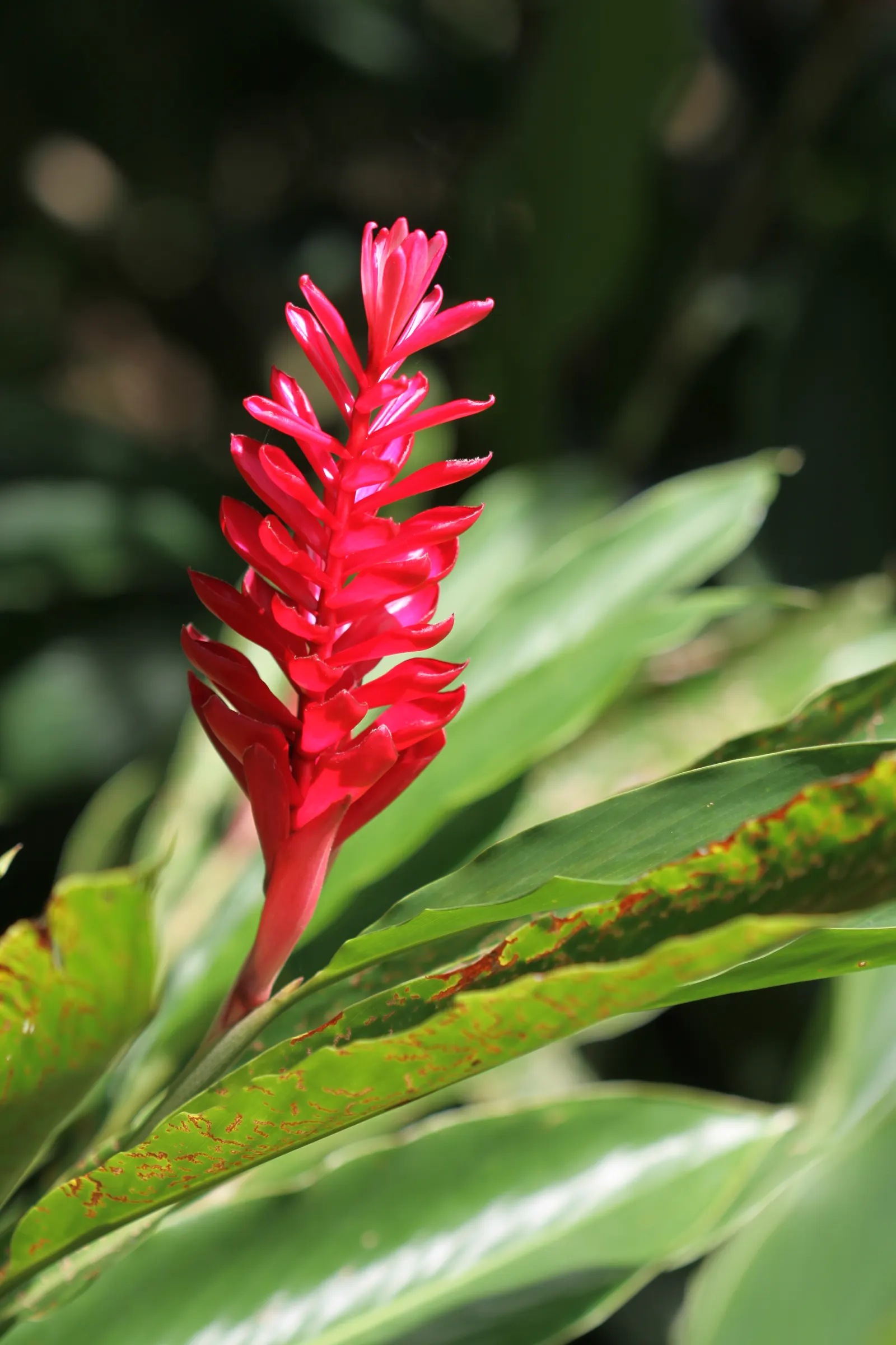 Green Ti Plant (Cordyline Terminalis 'Green') — Characterized by its long; this variant boasts a deep emerald green coloration that shines, image 84
