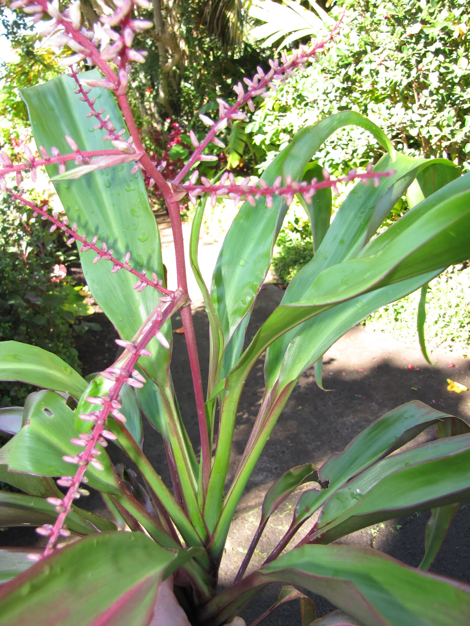 Green Ti Plant (Cordyline Terminalis 'Green') — This plant thrives in zones 10 through 12 and prefers locations with partial to full sun exposure, image 65