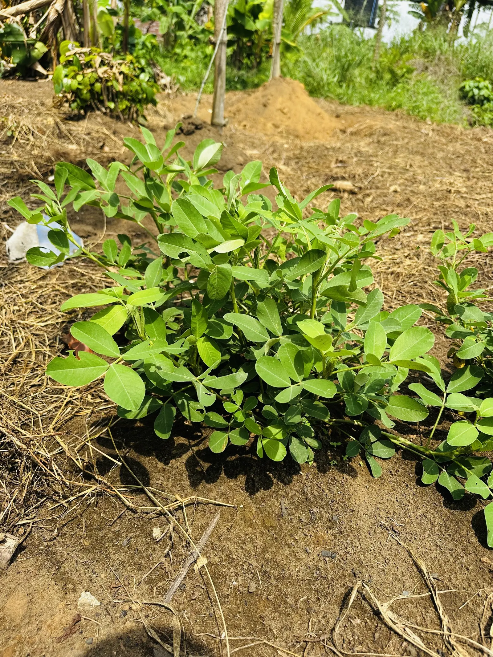 Green Ti Plant (Cordyline Terminalis 'Green') — it can exhibit moderate drought tolerance.<br><br>When planning a landscape design; pink flowers in, image 118