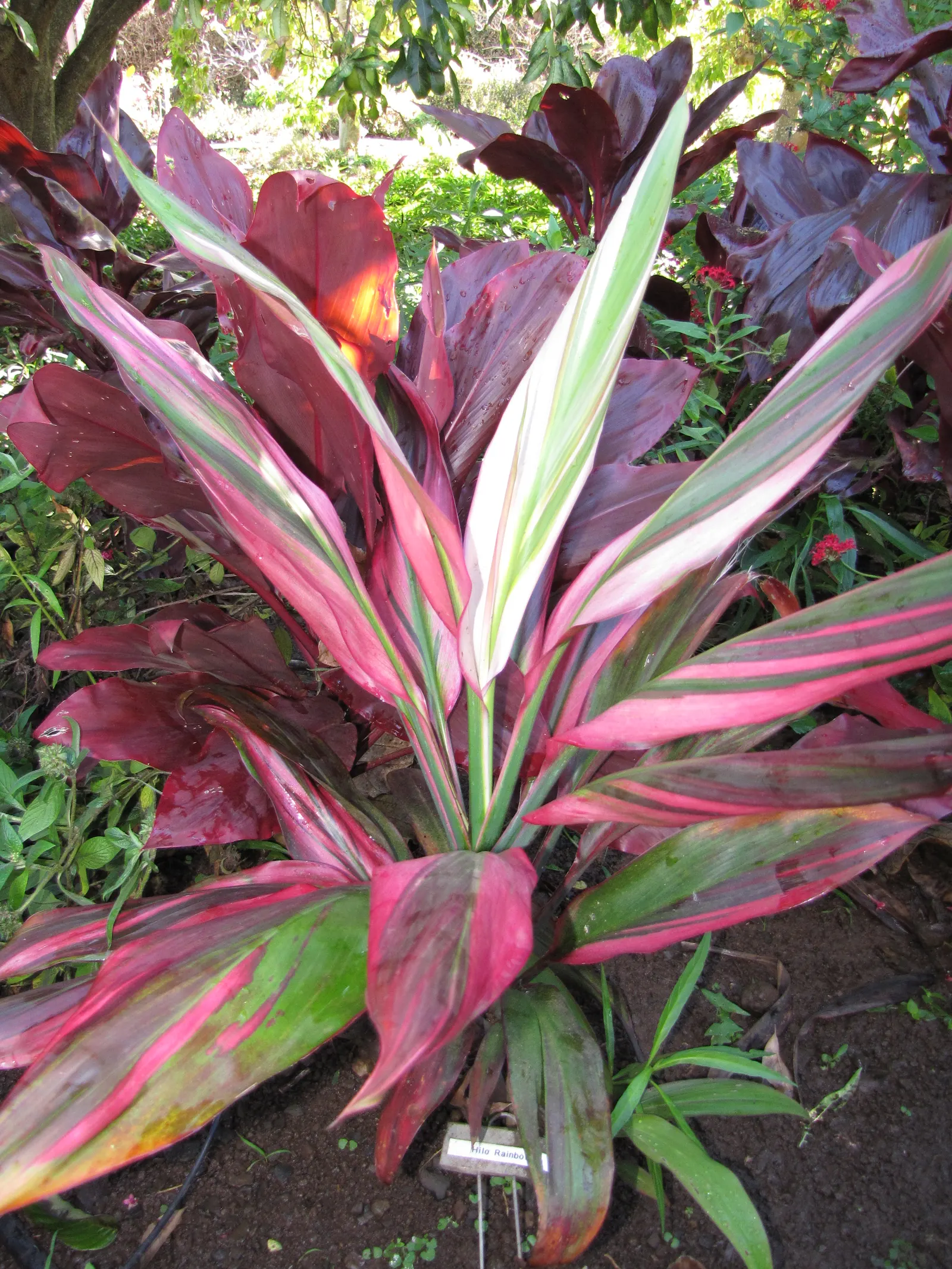 Green Ti Plant (Cordyline Terminalis 'Green') — creating a fountain-like effect that can add both height and textural contrast to, image 37