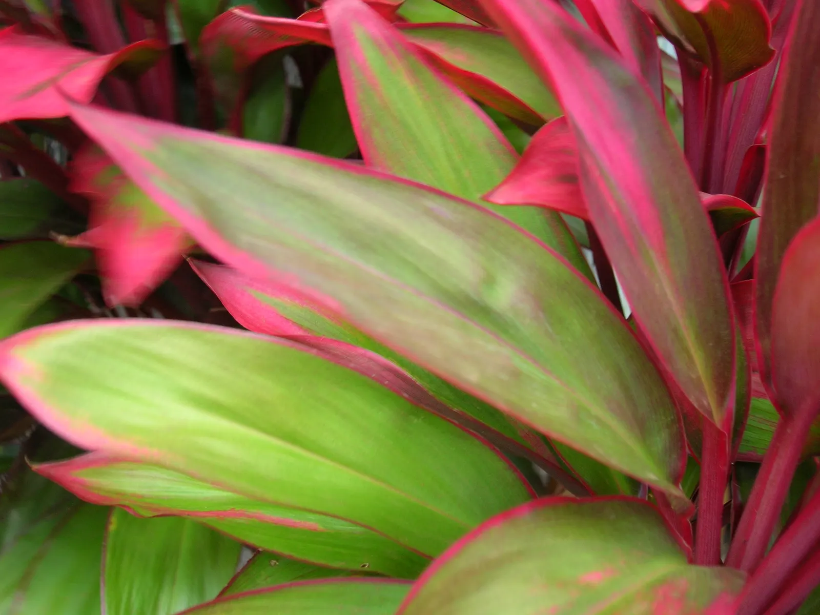 Green Ti Plant (Cordyline Terminalis 'Green') — the Green Ti Plant can reach a mature height of about 4 to 10 feet and spread out up to 3 to 4 feet, image 63