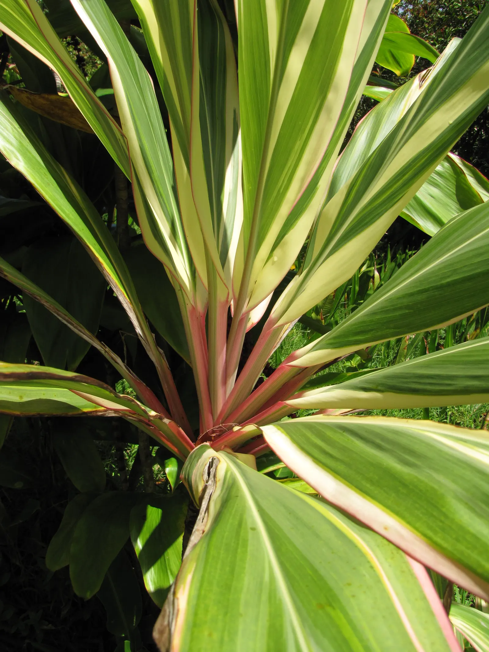 Green Ti Plant (Cordyline Terminalis 'Green') — It thrives in partial to full shade, reaching heights of 3-4 feet and spreads of 2-3 feet; the, image 52