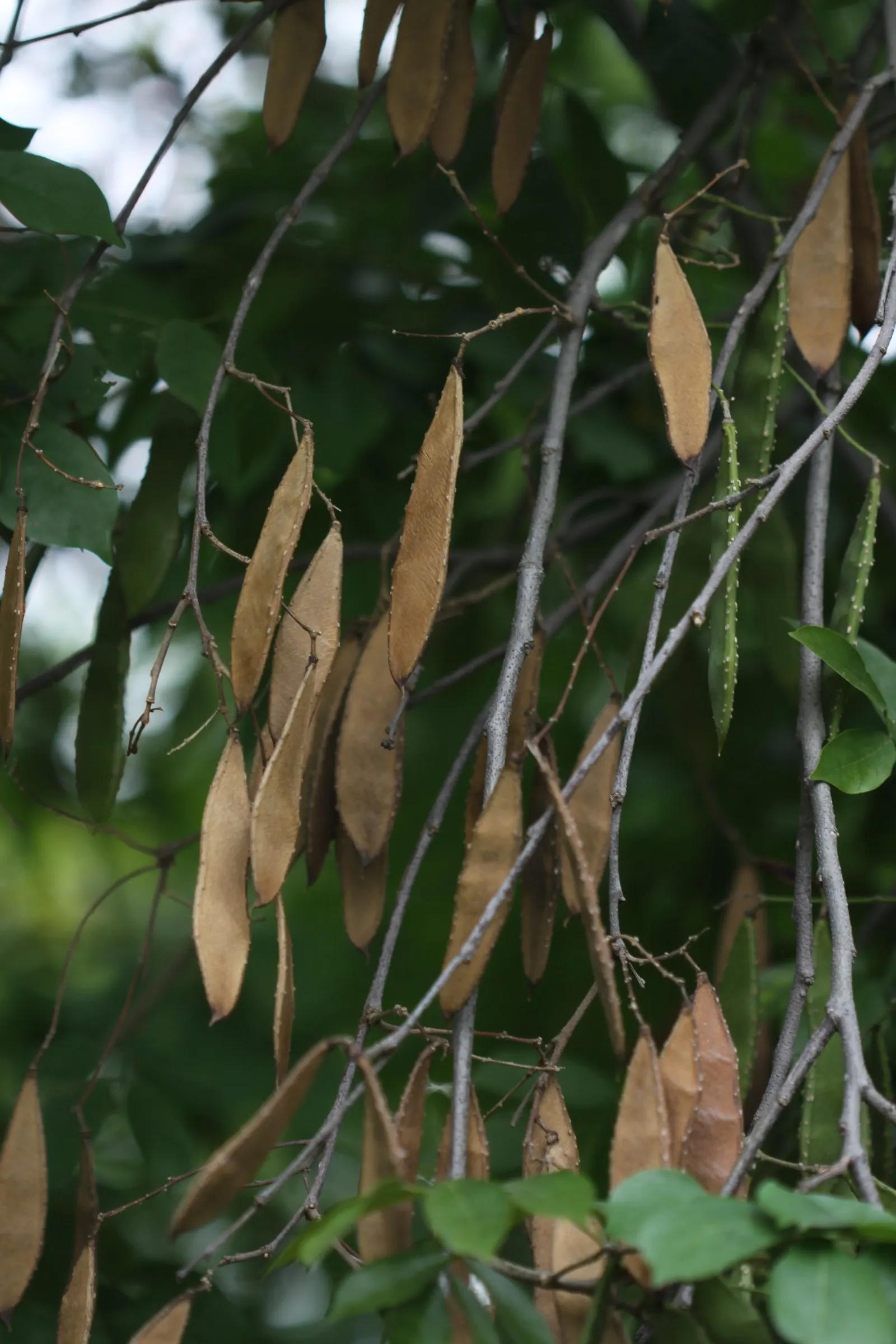 Green Ti Plant (Cordyline Terminalis 'Green') — tropical effect or using them as a vibrant backdrop for other colorful flowering plants; creating a, image 70