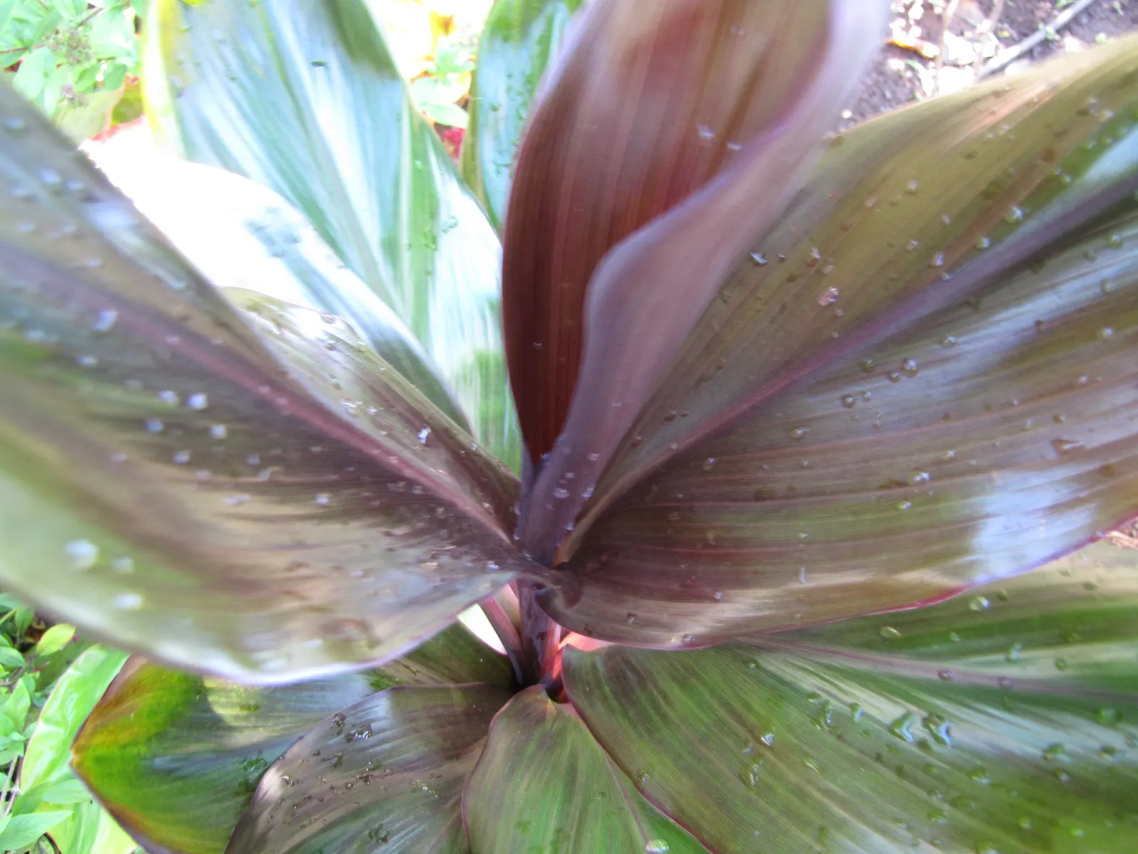 Green Ti Plant (Cordyline Terminalis 'Green') — Hardy in USDA zones 10-12