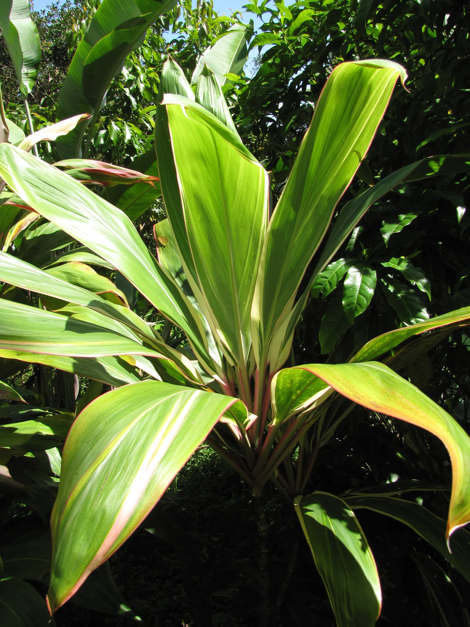 Green Ti Plant (Cordyline Terminalis 'Green') — is a striking tropical evergreen that brings a vibrant and lush aesthetic to any landscape design, image 58