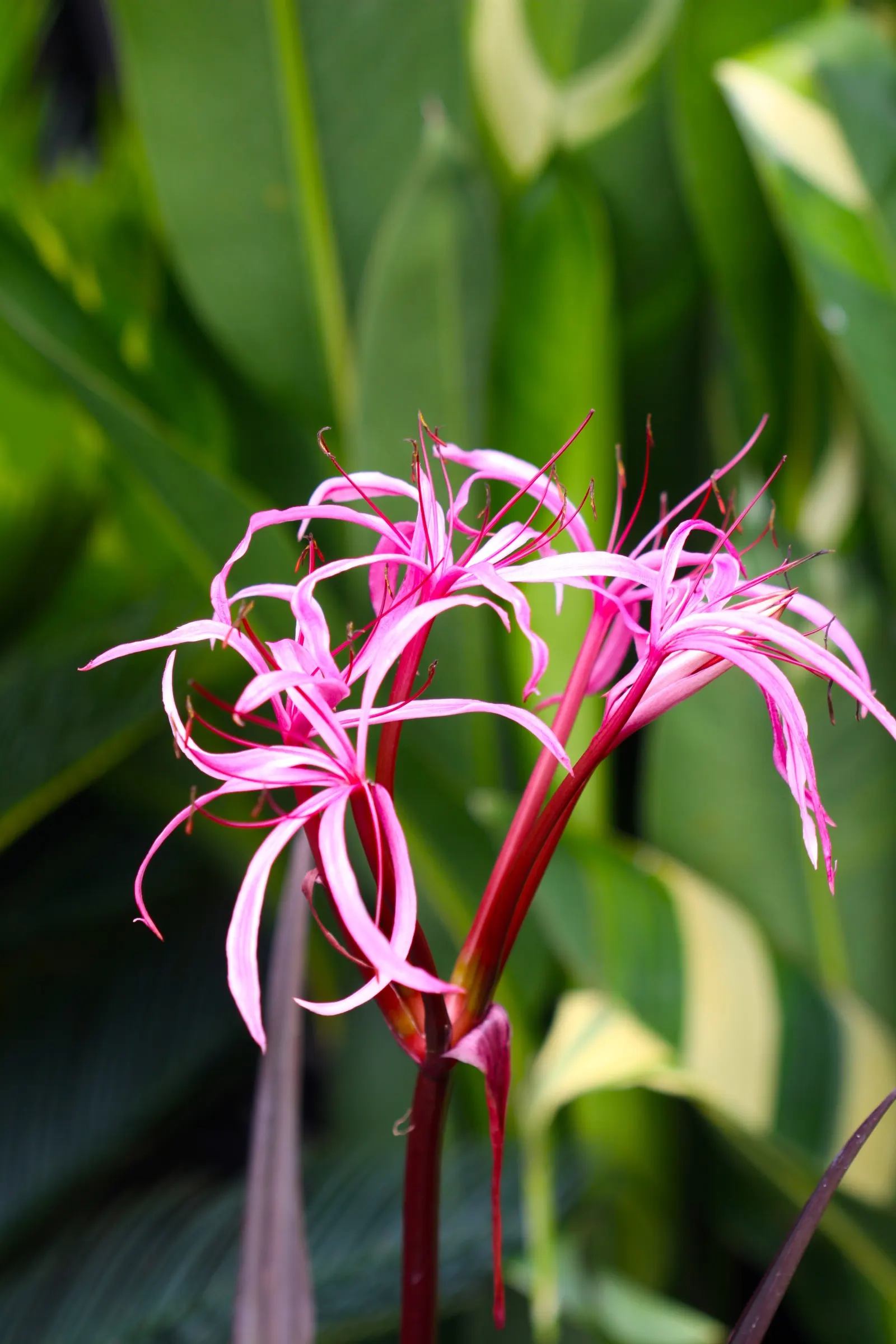 Green Ti Plant (Cordyline Terminalis 'Green') — the Green Ti Plant can reach a mature height of about 4 to 10 feet and spread out up to 3 to 4 feet, image 38
