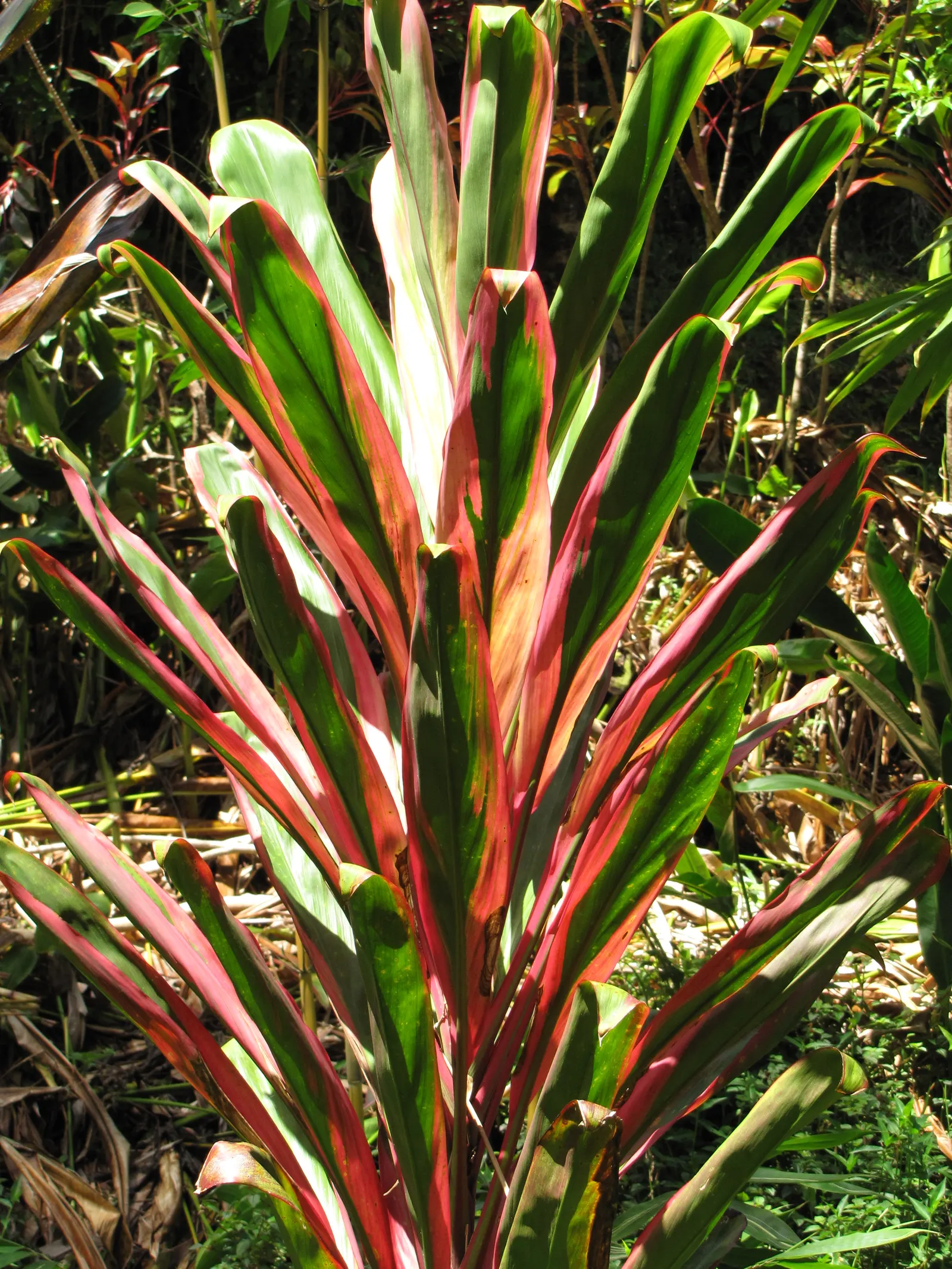 Green Ti Plant (Cordyline Terminalis 'Green') — perennial with pink blooms; this plant thrives in zones 10 through 12 and prefers locations with, image 74