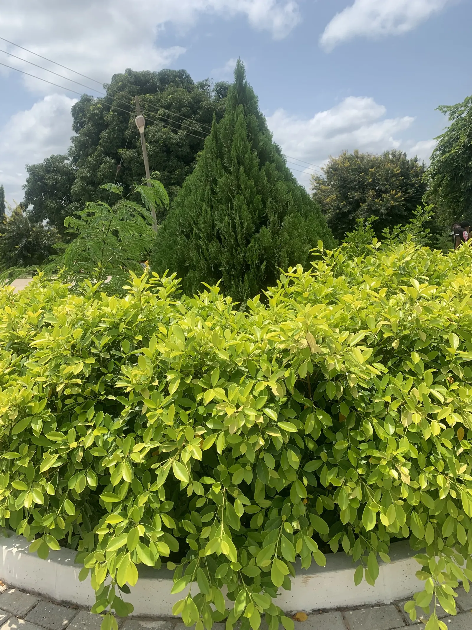 Green Ti Plant (Cordyline Terminalis 'Green') — this low-maintenance plant adds a lush; scientifically known as Cordyline terminalis 'Green', image 80