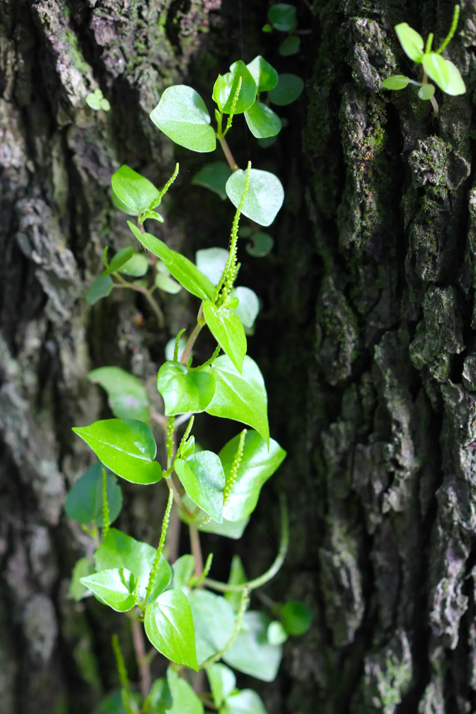 Green Ti Plant (Cordyline Terminalis 'Green') — such as occasional pruning to remove any yellowing leaves and infrequent fertilization; consider, image 71