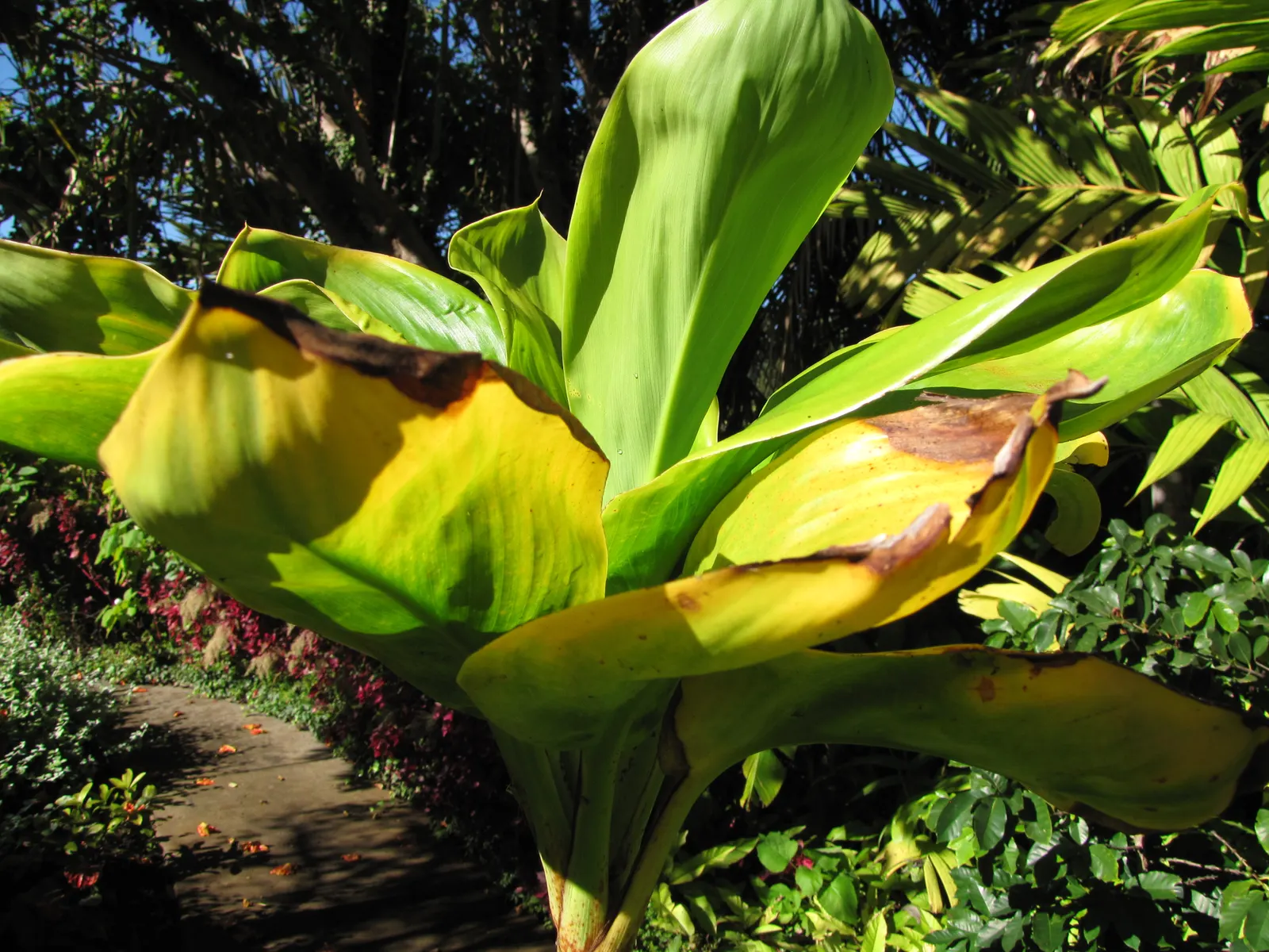 Green Ti Plant (Cordyline Terminalis 'Green') — This plant thrives in zones 10 through 12 and prefers locations with partial to full sun exposure, image 115