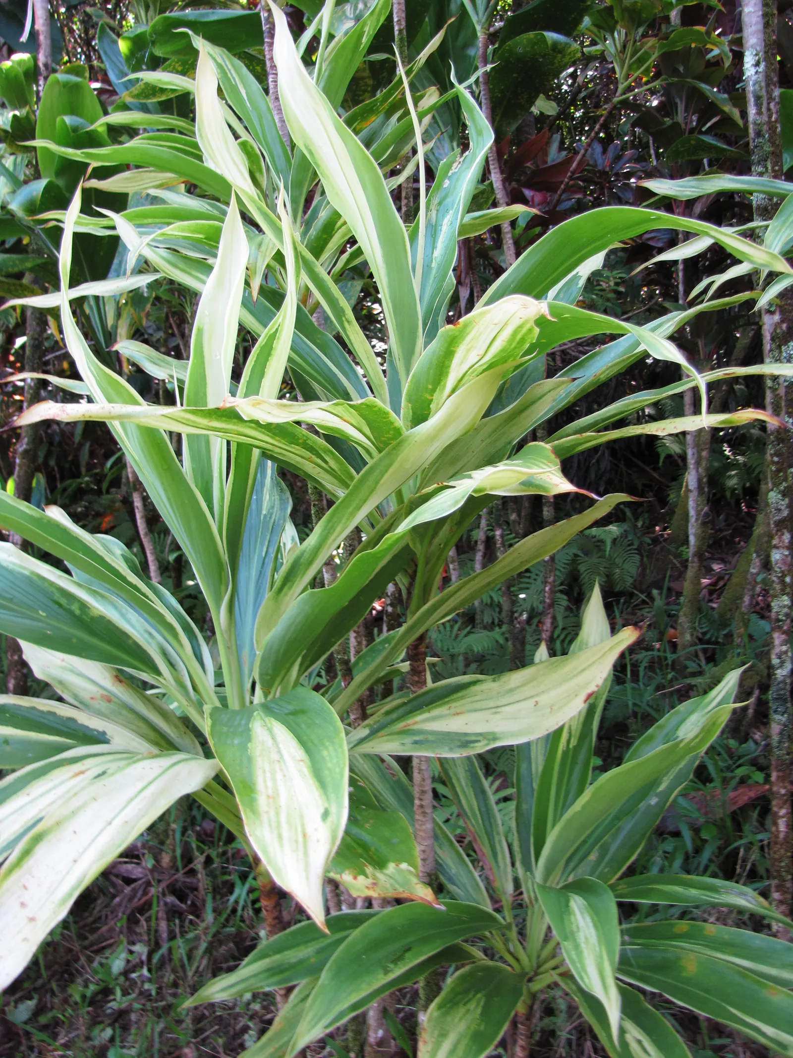 Green Ti Plant (Cordyline Terminalis 'Green') — Ideal for accentuating vertical elements in landscapes, it prefers moist, well-drained soil