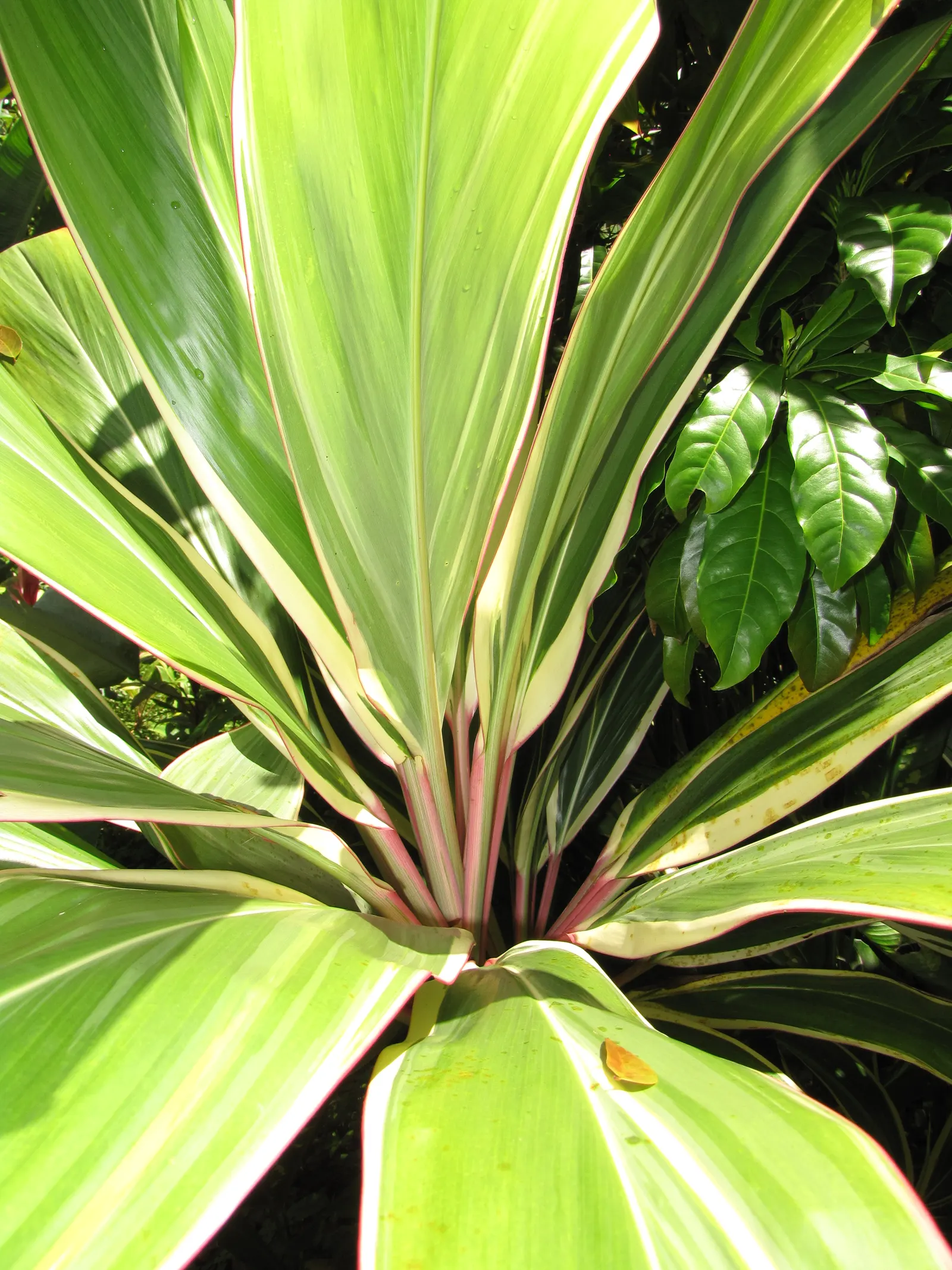 Green Ti Plant (Cordyline Terminalis 'Green') — perennial with pink blooms; this plant thrives in zones 10 through 12 and prefers locations with, image 99