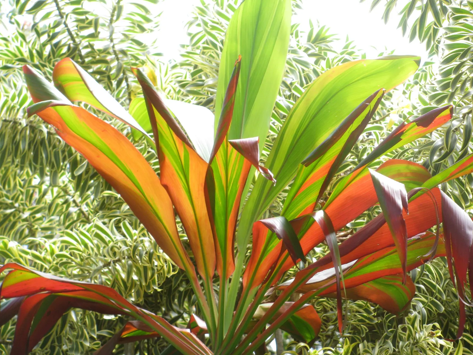 Green Ti Plant (Cordyline Terminalis 'Green') — The leaves radiate from the central stem; perennial with pink blooms, image 111