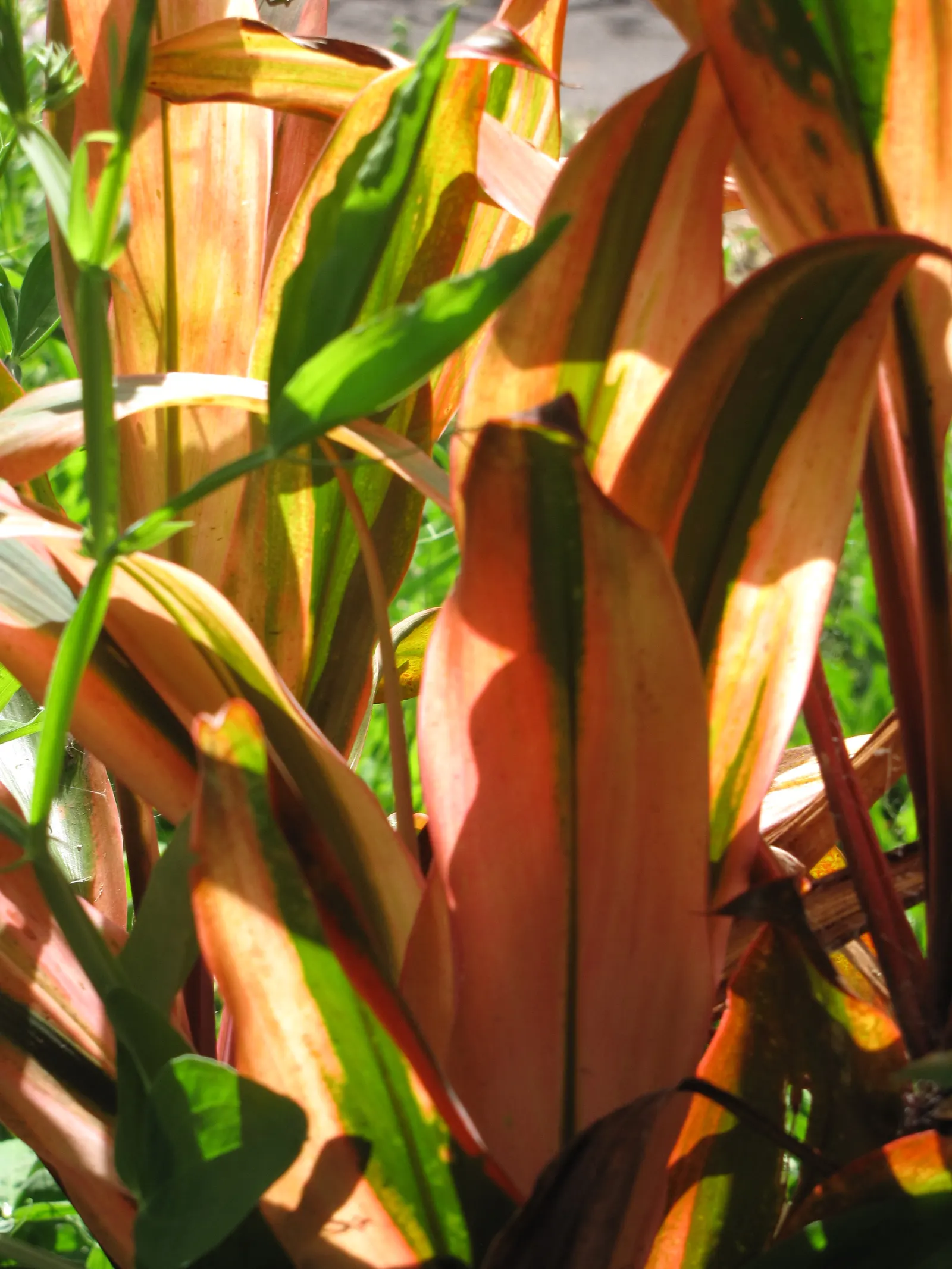 Green Ti Plant (Cordyline Terminalis 'Green') — it can exhibit moderate drought tolerance.<br><br>When planning a landscape design