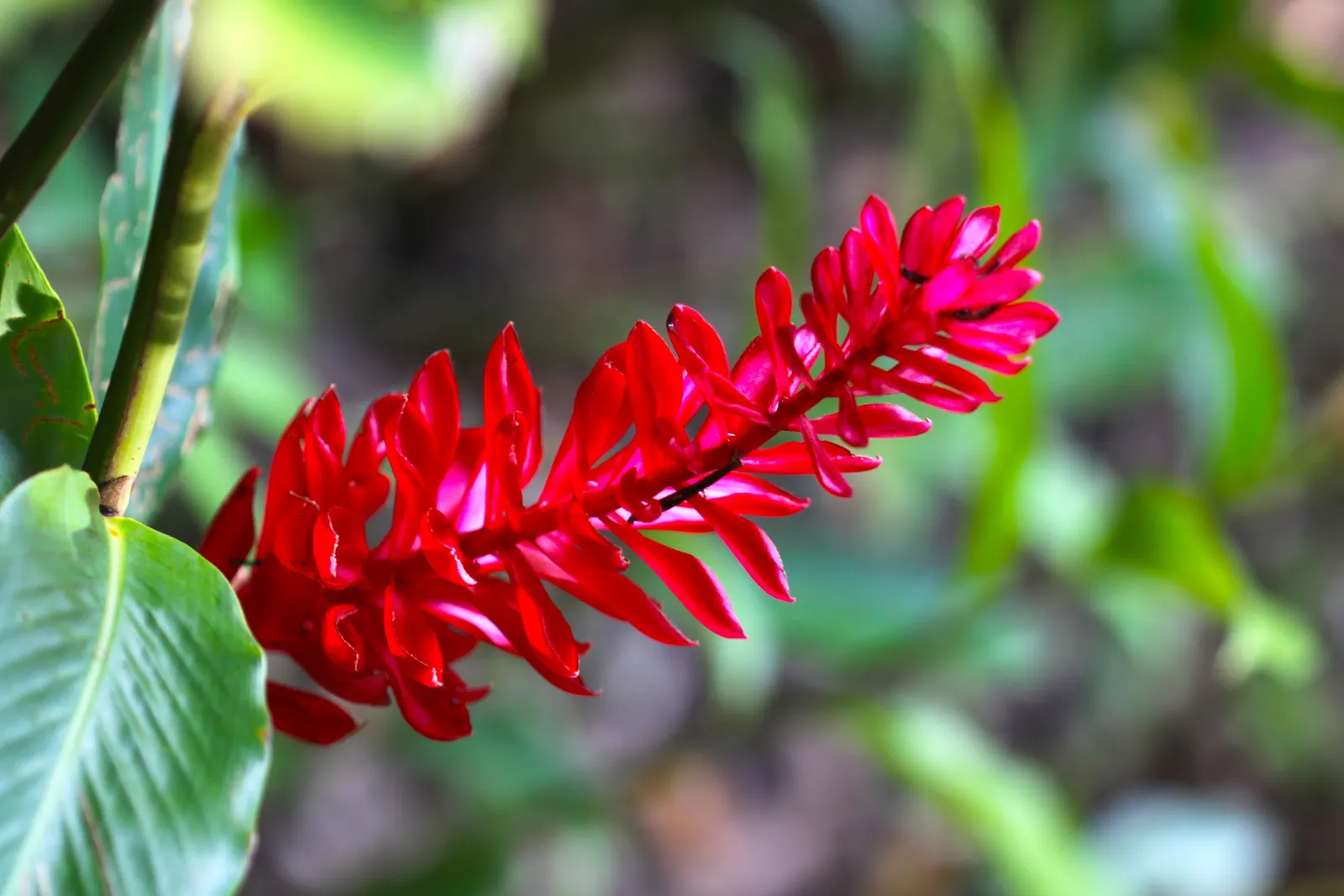 Green Ti Plant (Cordyline Terminalis 'Green') — scientifically known as Cordyline terminalis 'Green'; such as occasional pruning to remove any, image 57