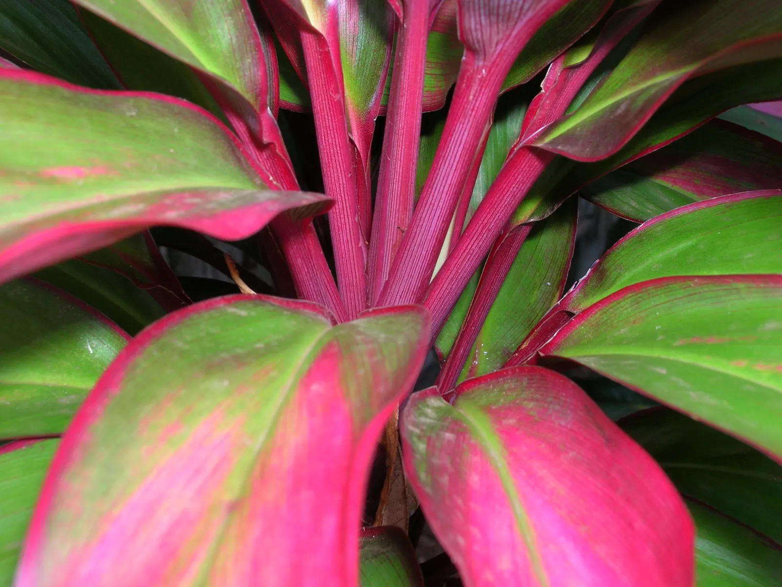 Green Ti Plant (Cordyline Terminalis 'Green') — perennial with pink blooms; this plant thrives in zones 10 through 12 and prefers locations with partial to