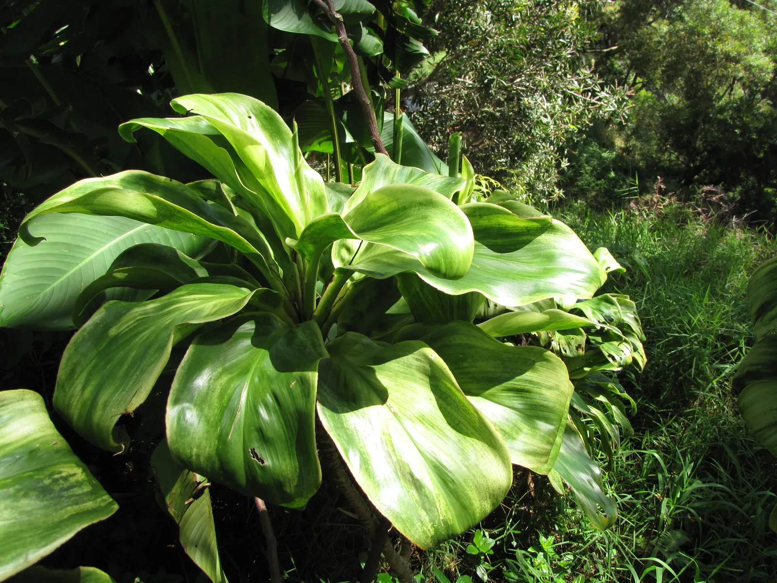 Green Ti Plant (Cordyline Terminalis 'Green') — Characterized by its long; this variant boasts a deep emerald green coloration that shines throughout the year
