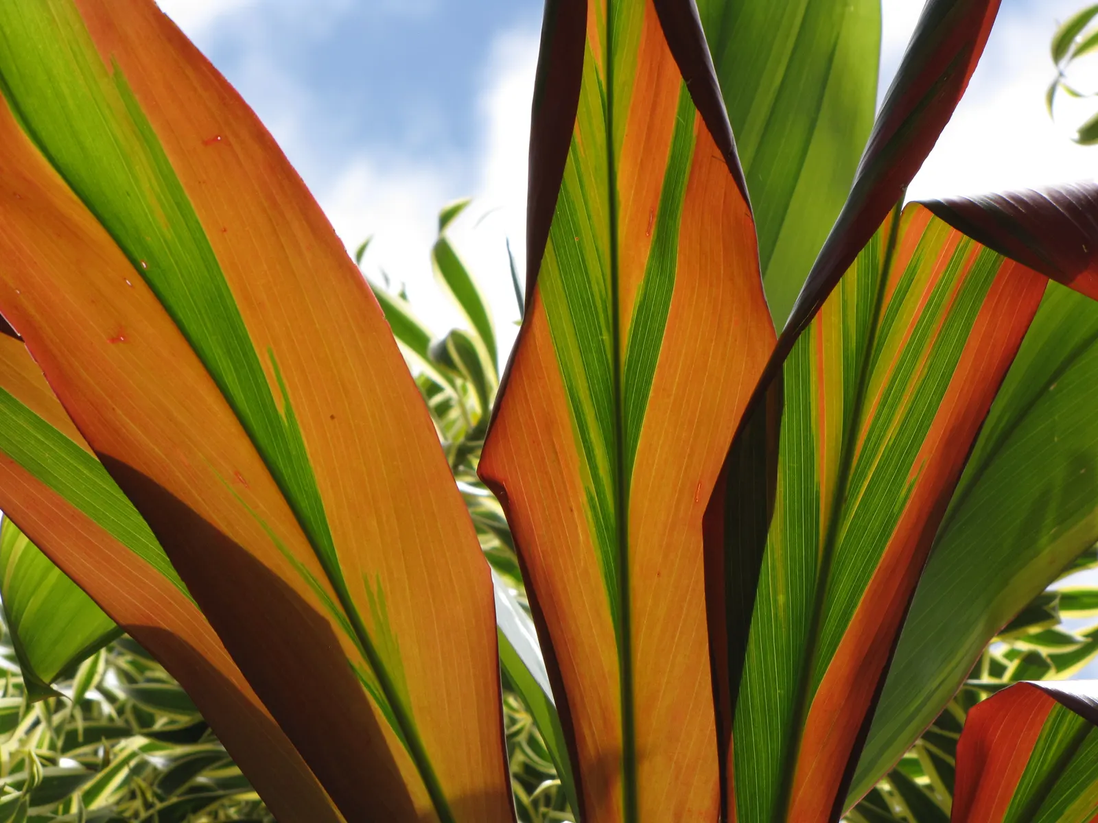 Green Ti Plant (Cordyline Terminalis 'Green') — it requires well-draining soil and consistent moisture; although it can tolerate some shade, image 117