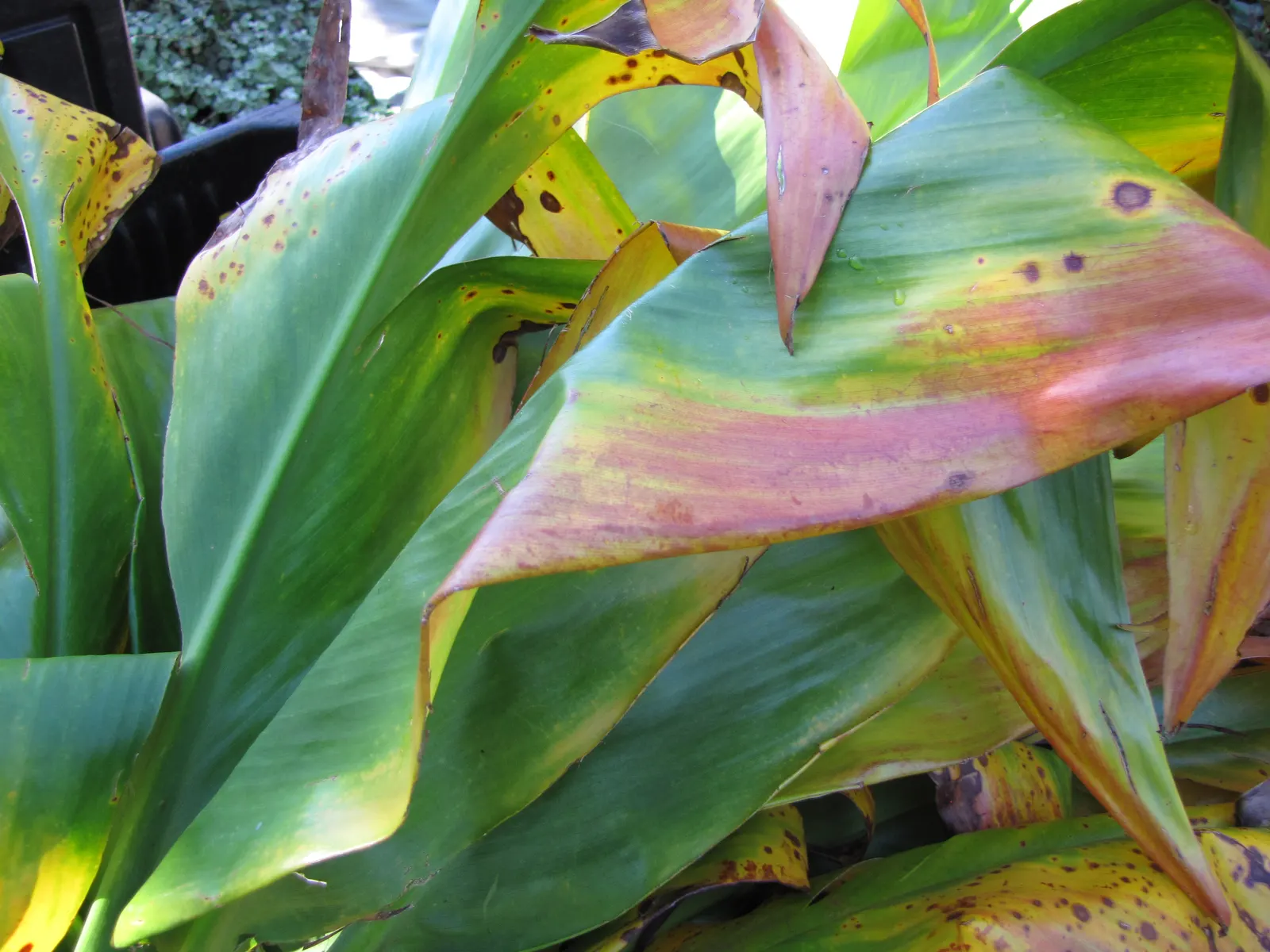 Green Ti Plant (Cordyline Terminalis 'Green') — scientifically known as Cordyline terminalis 'Green'; such as occasional pruning to remove any, image 82