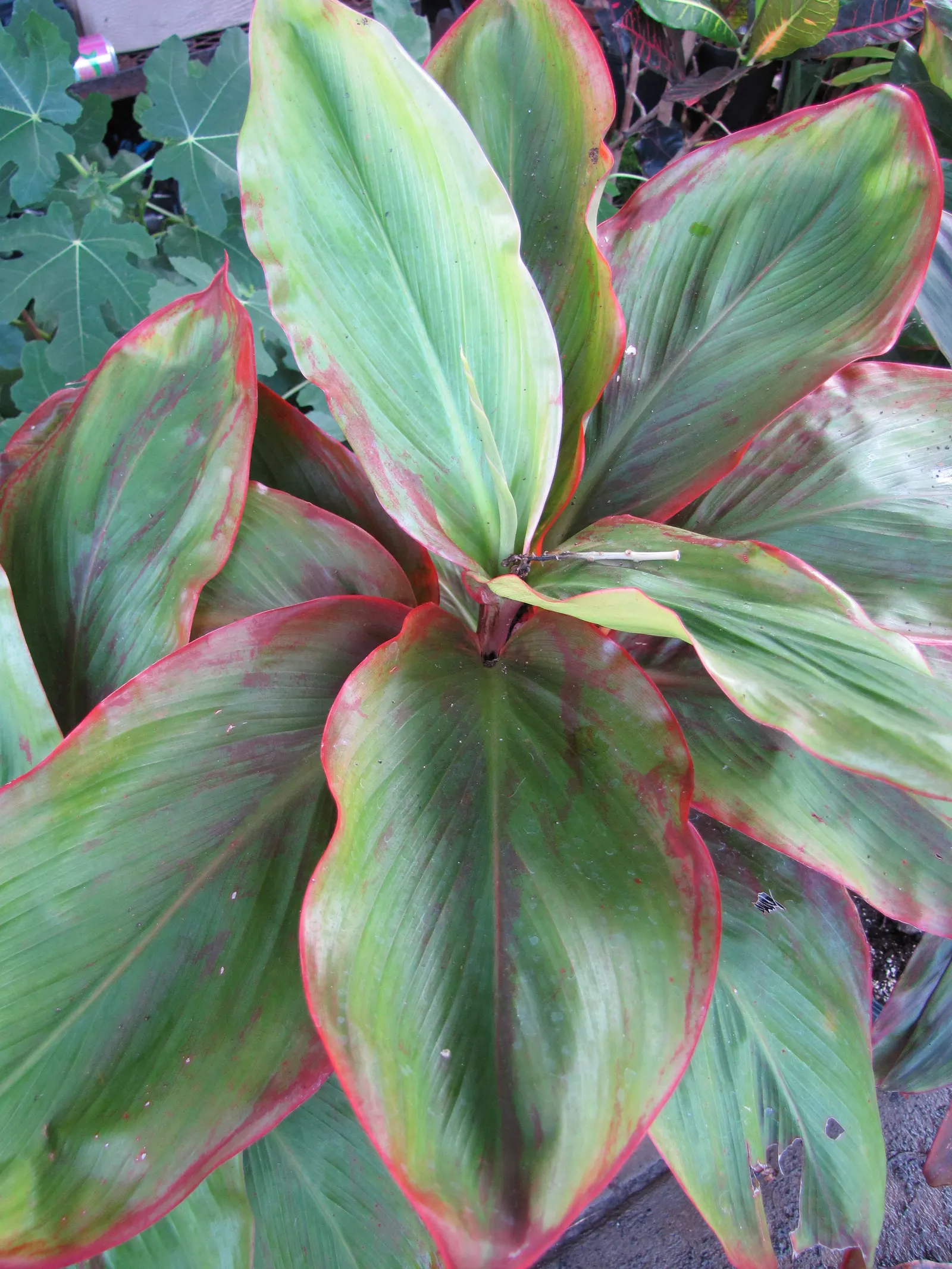 Green Ti Plant (Cordyline Terminalis 'Green') — it can exhibit moderate drought tolerance.<br><br>When planning a landscape design; pink flowers in the garden