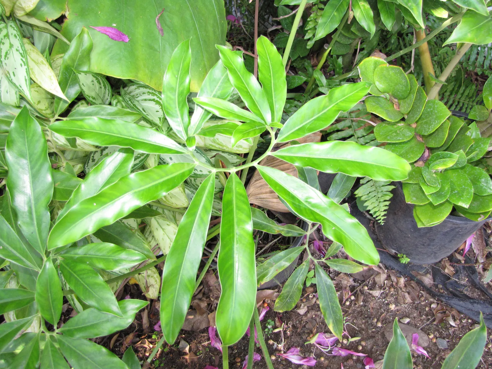 Green Ti Plant (Cordyline Terminalis 'Green') — consider grouping multiple Ti Plants together to create a lush; this low-maintenance plant adds a, image 69