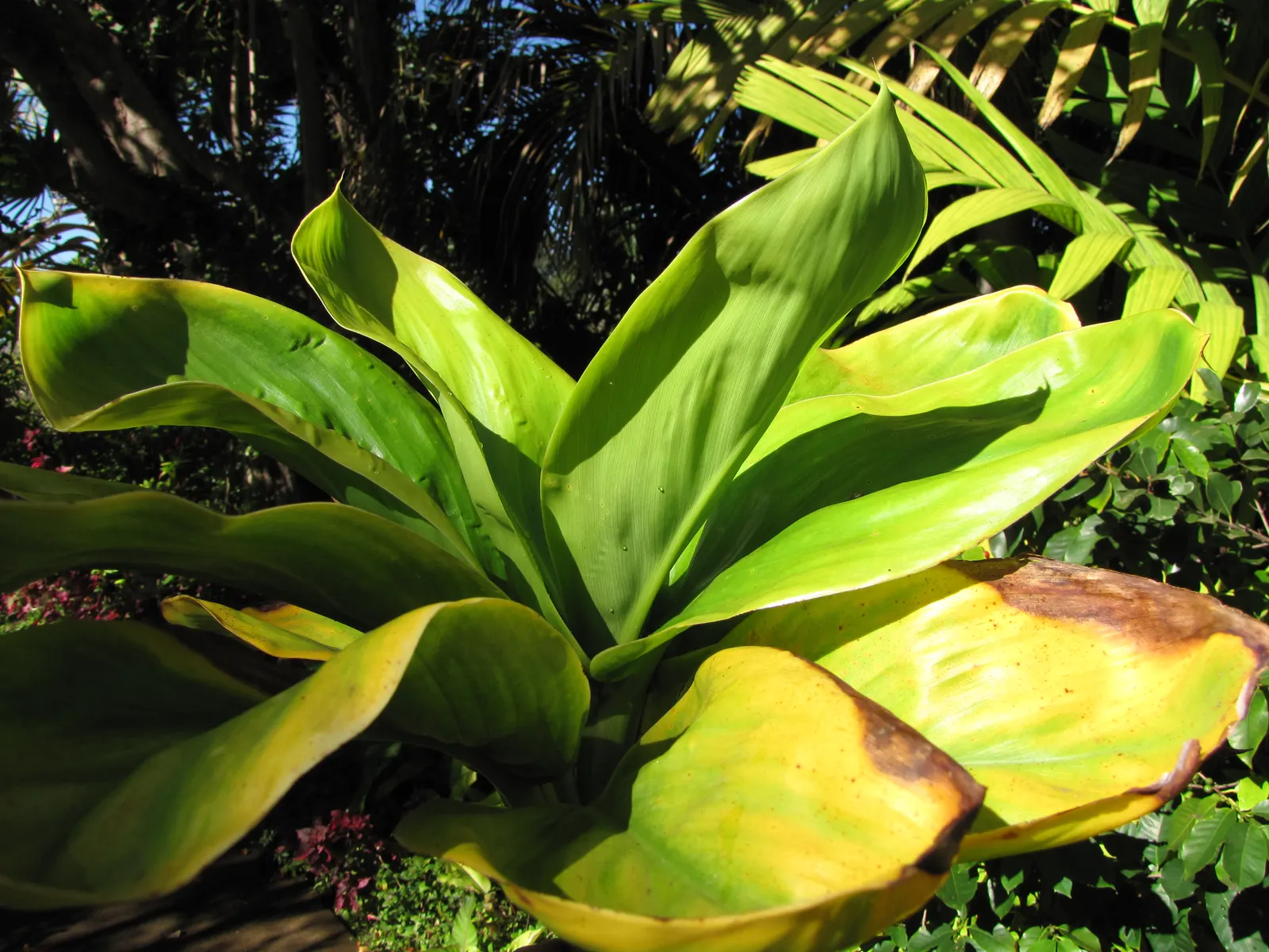 Green Ti Plant (Cordyline Terminalis 'Green') — creating a fountain-like effect that can add both height and textural contrast to gardens.<br><br>Typically