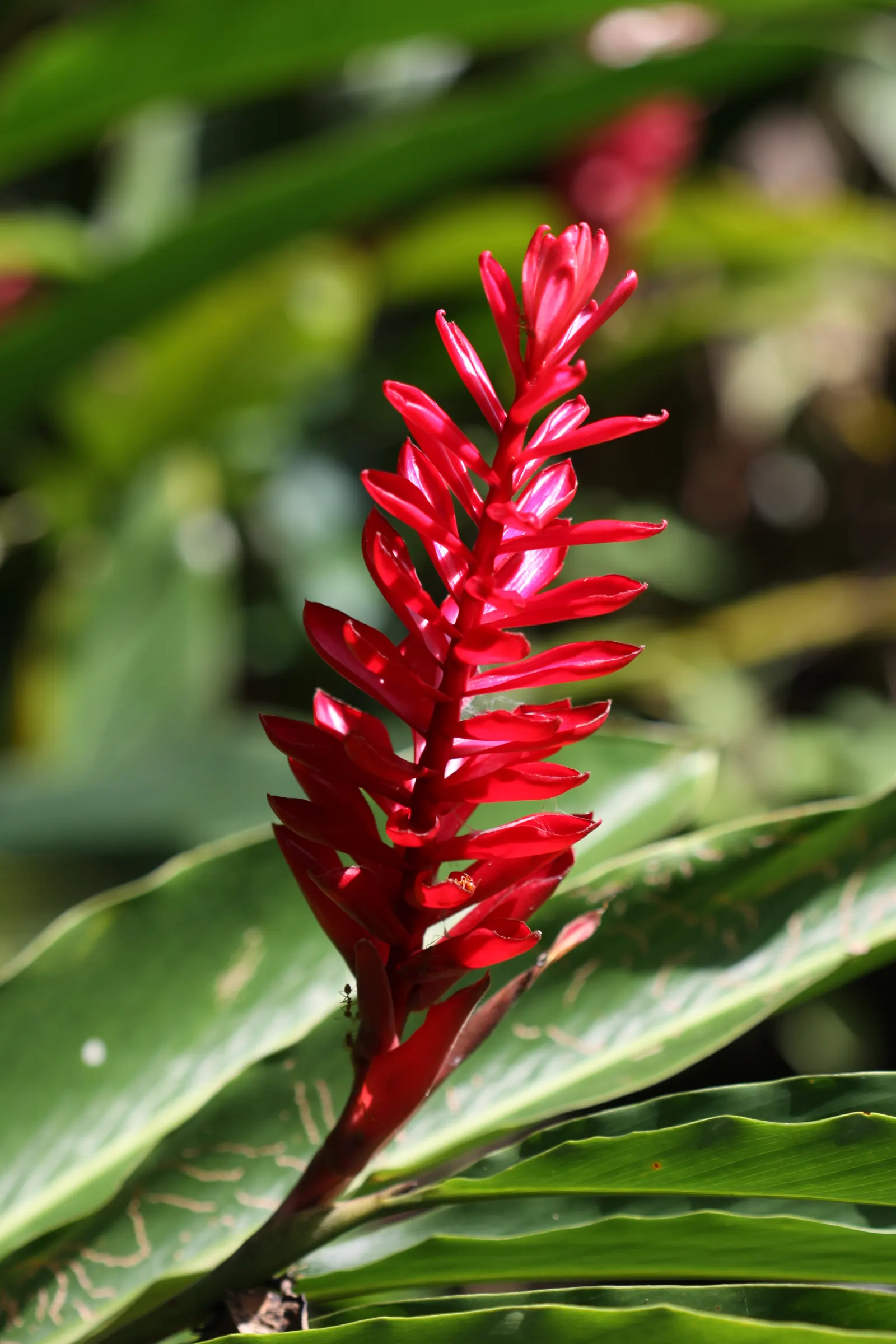 Green Ti Plant (Cordyline Terminalis 'Green') — consider grouping multiple Ti Plants together to create a lush