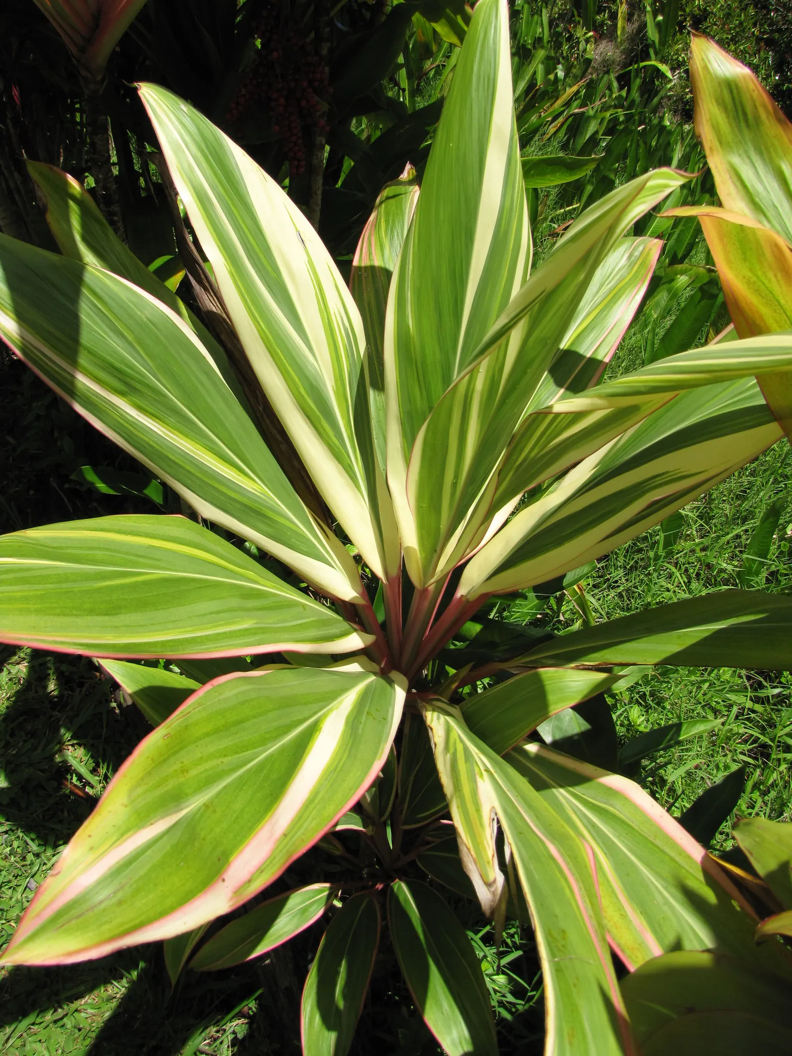 Green Ti Plant (Cordyline Terminalis 'Green') — is a striking tropical evergreen that brings a vibrant and lush aesthetic to any landscape design, image 83
