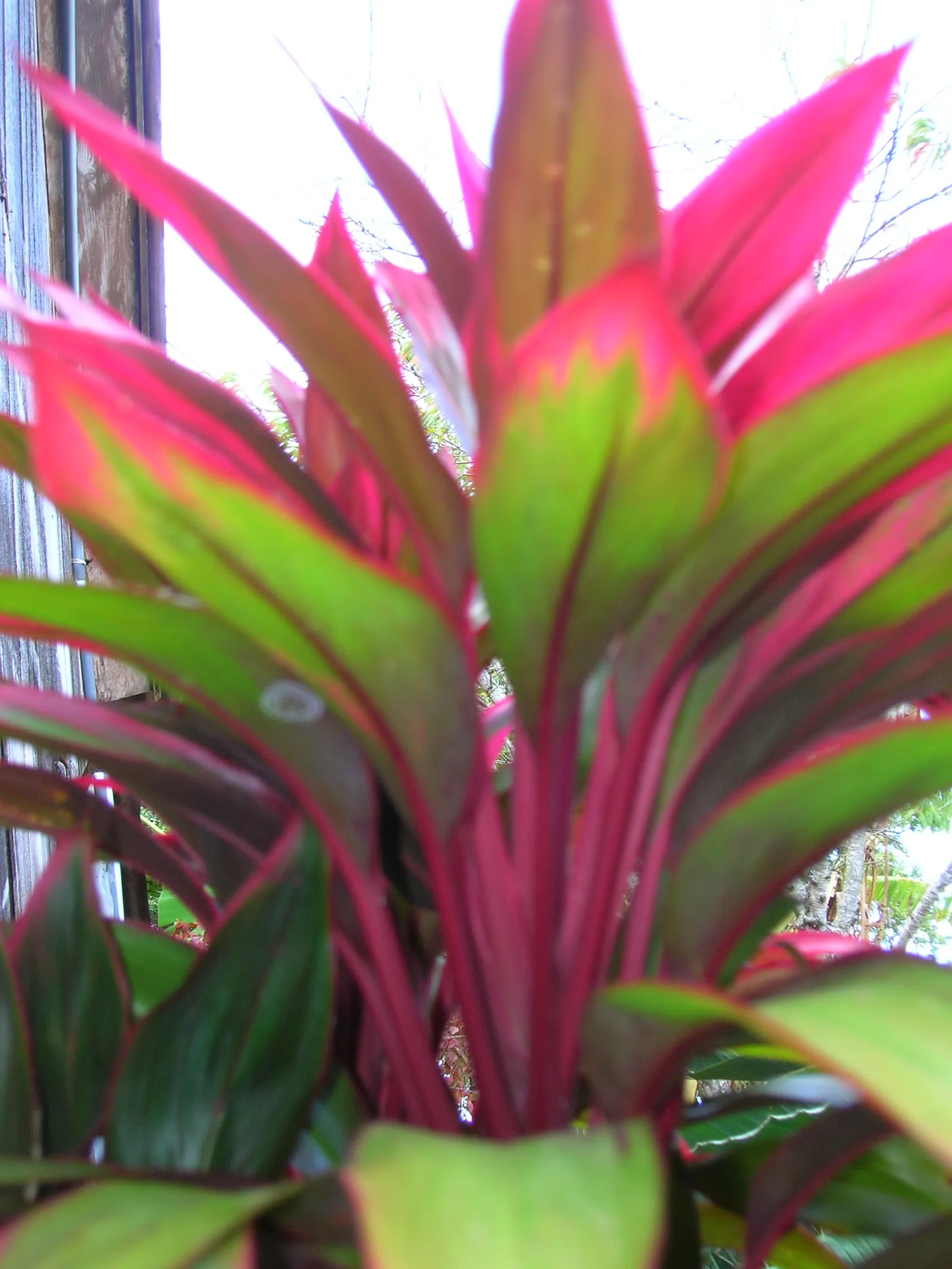 Green Ti Plant (Cordyline Terminalis 'Green') — this variant boasts a deep emerald green coloration that shines throughout the year; it requires well-draining