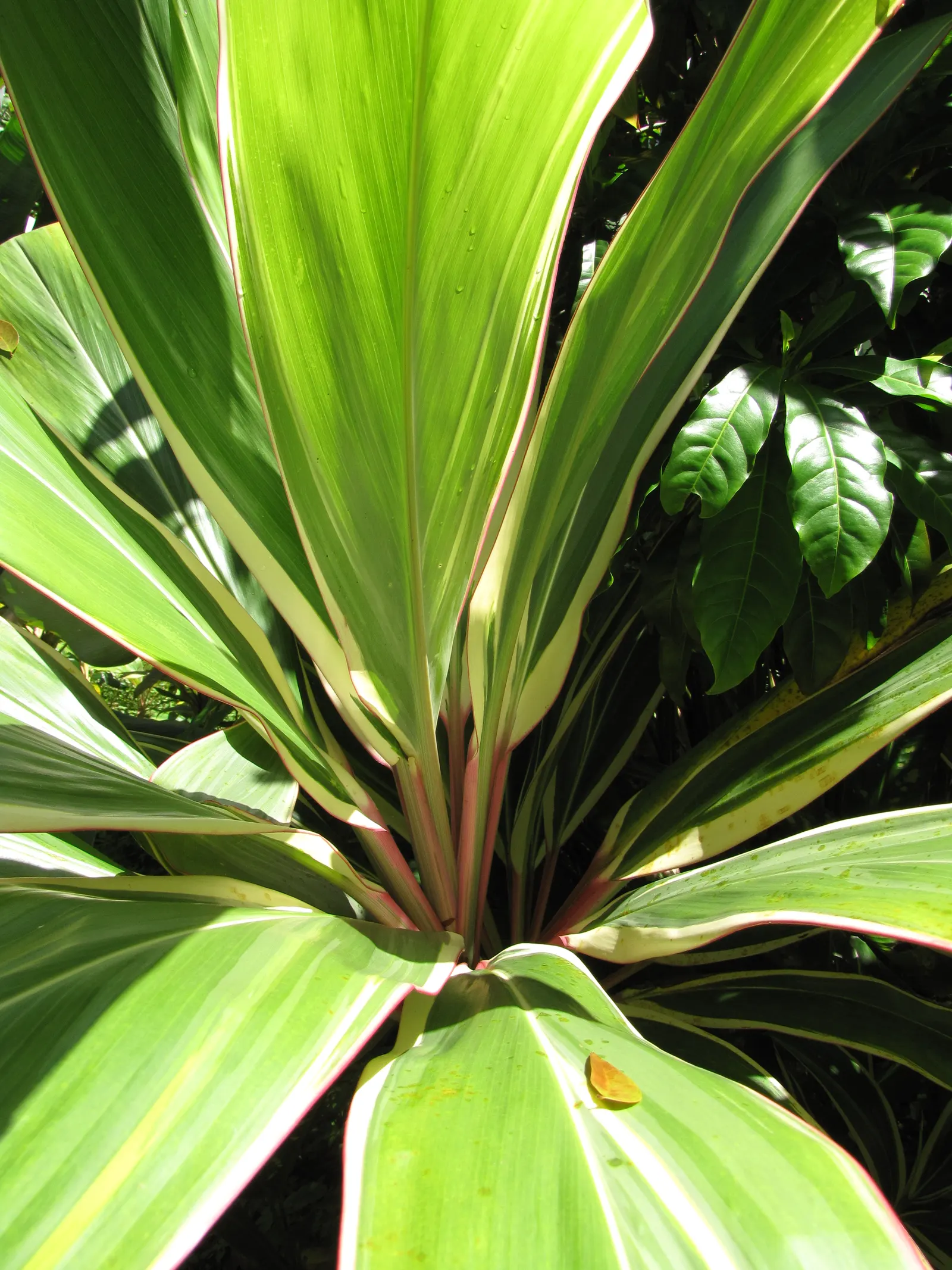Green Ti Plant (Cordyline Terminalis 'Green') — this low-maintenance plant adds a lush; scientifically known as Cordyline terminalis 'Green', image 105