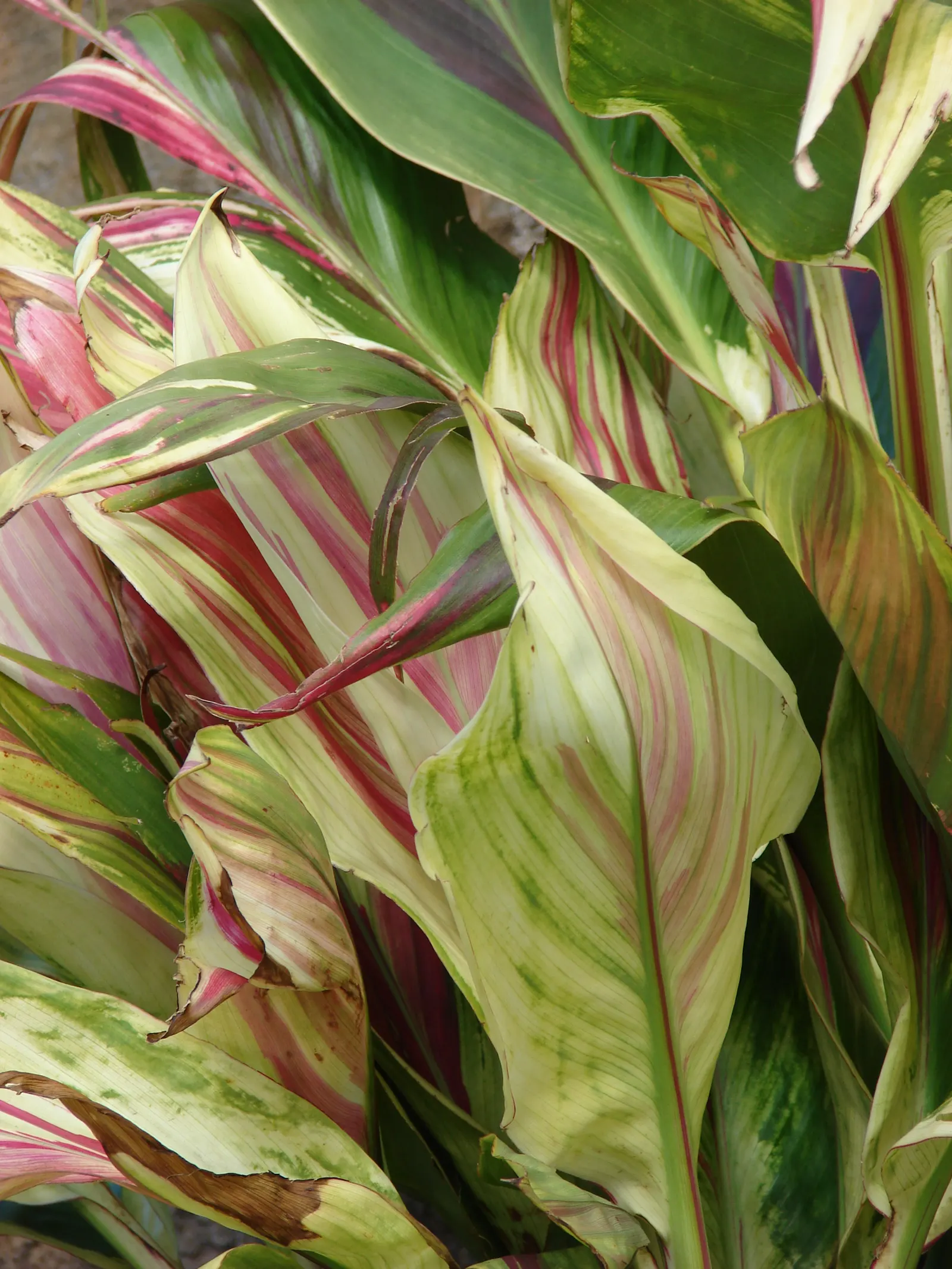 Green Ti Plant (Cordyline Terminalis 'Green') — the Green Ti Plant can reach a mature height of about 4 to 10 feet and spread out up to 3 to 4 feet, image 88