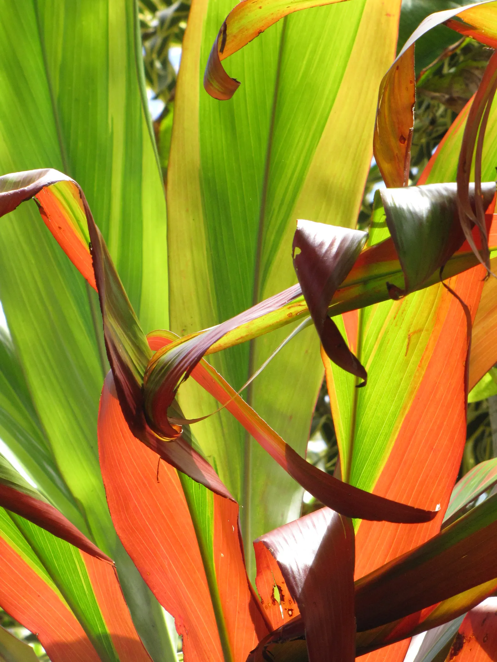 Green Ti Plant (Cordyline Terminalis 'Green') — perennial for full or half; the Green Ti Plant remains a captivating and reliable choice for adding, image 100