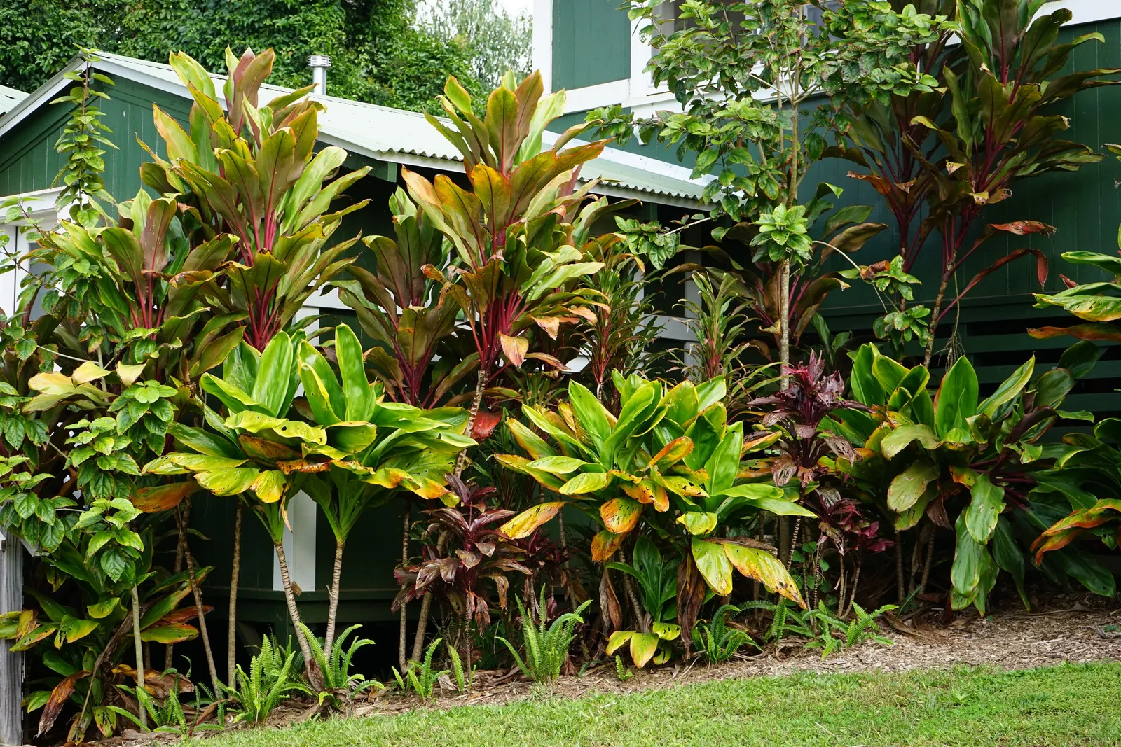 Green Ti Plant (Cordyline Terminalis 'Green') — The leaves radiate from the central stem