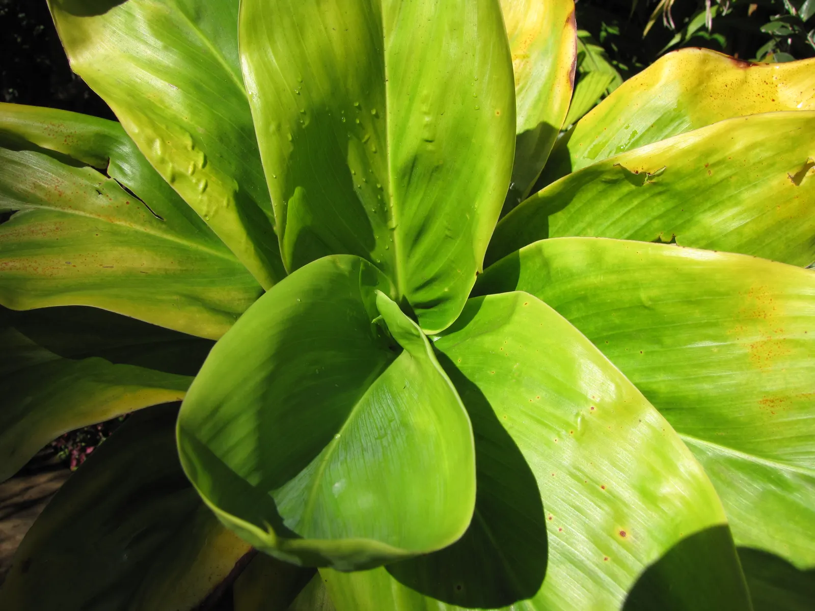 Green Ti Plant (Cordyline Terminalis 'Green') — the Green Ti Plant can reach a mature height of about 4 to 10 feet and spread out up to 3 to 4 feet, image 113