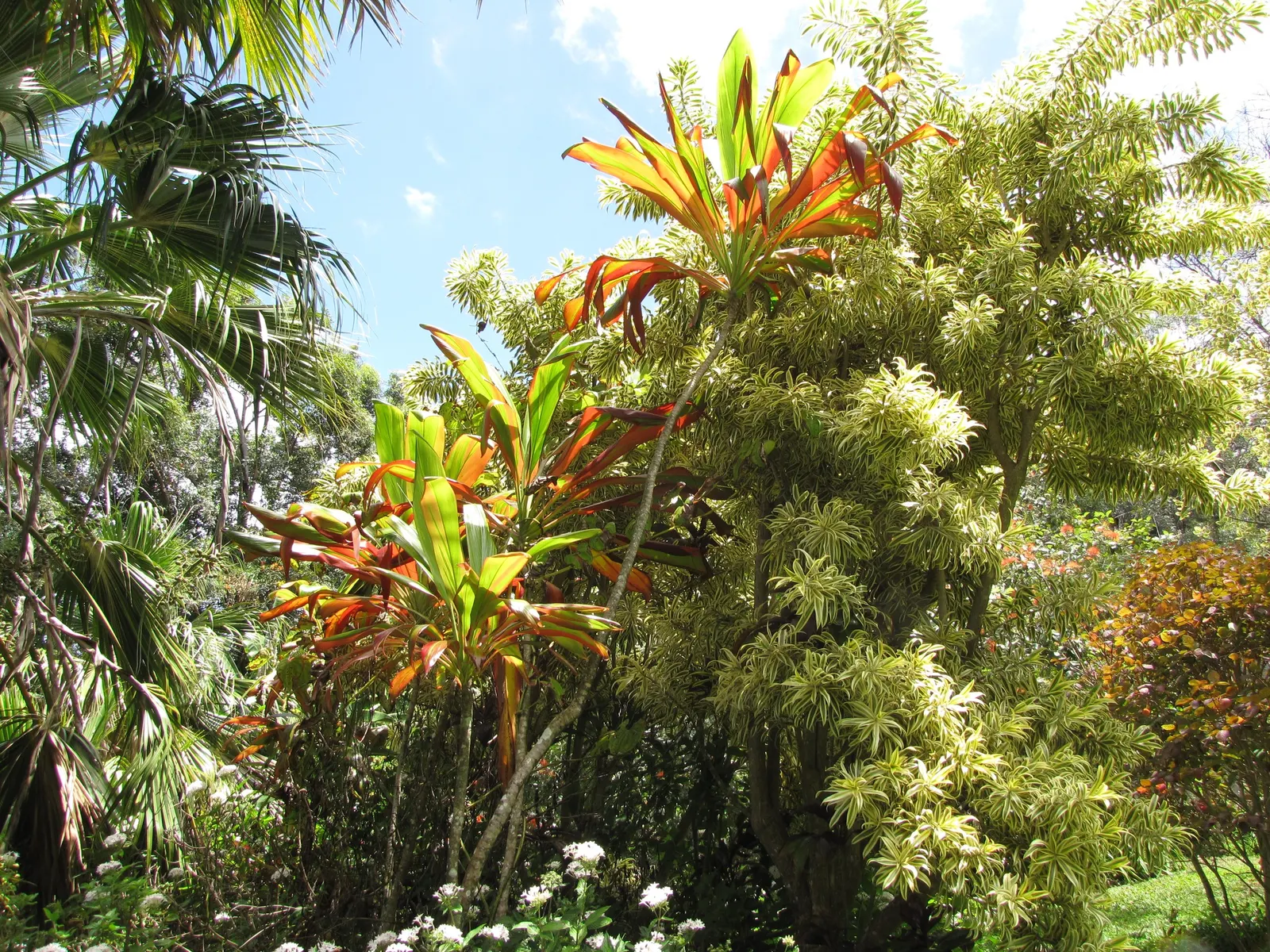Green Ti Plant (Cordyline Terminalis 'Green') — such as occasional pruning to remove any yellowing leaves and infrequent fertilization; consider, image 96
