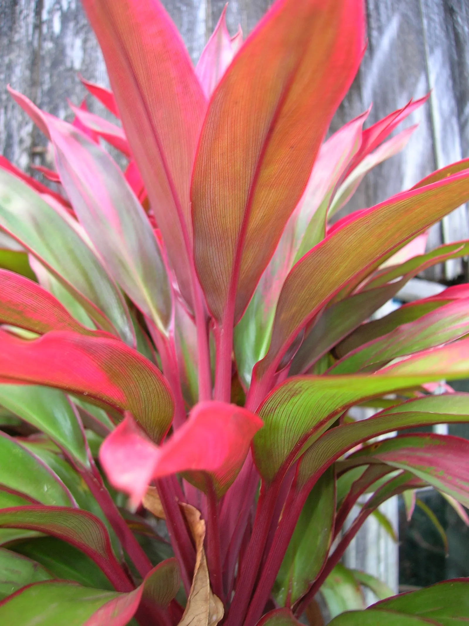 Green Ti Plant (Cordyline Terminalis 'Green') — such as occasional pruning to remove any yellowing leaves and infrequent fertilization; consider grouping