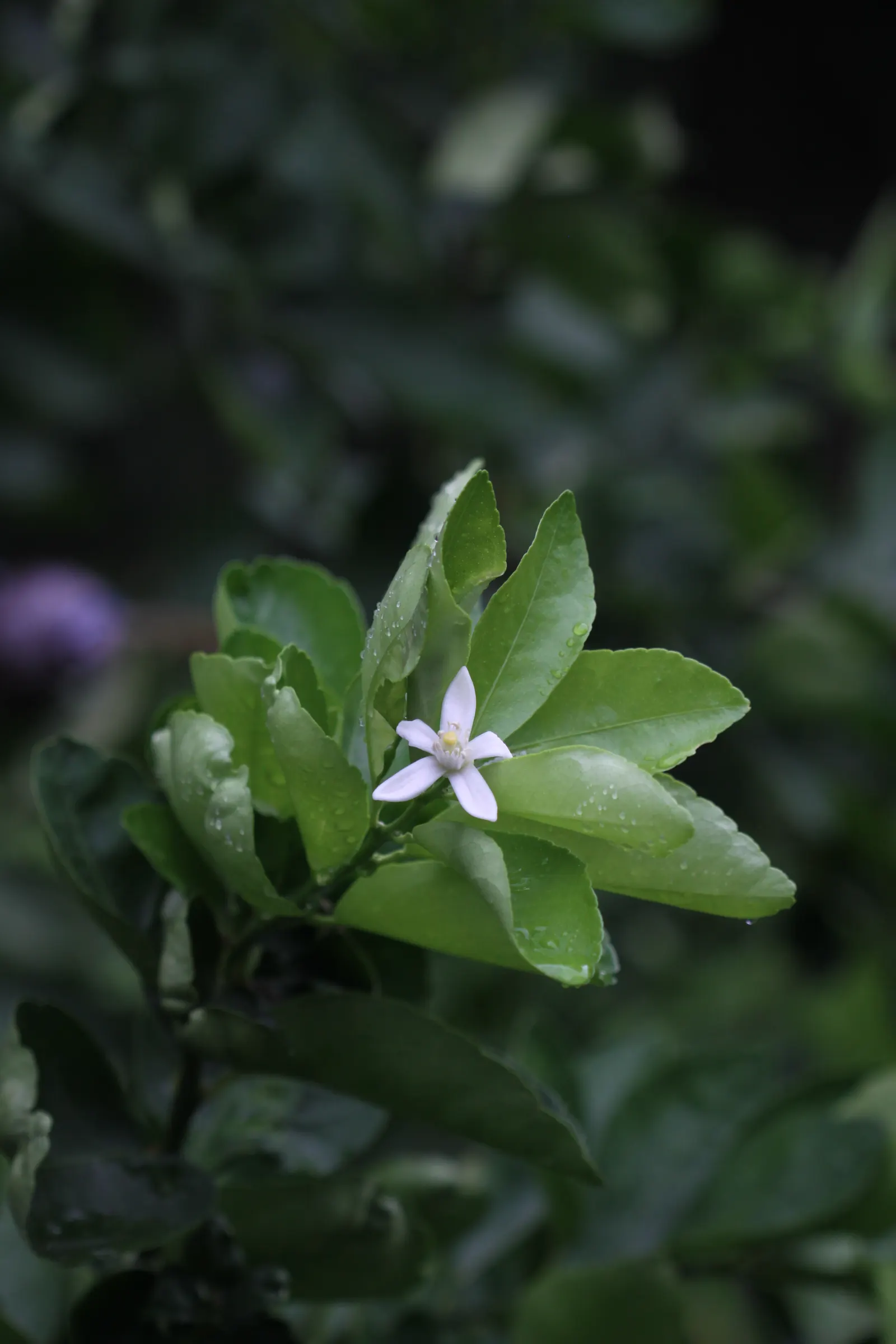 Green Ti Plant (Cordyline Terminalis 'Green') — scientifically known as Cordyline terminalis 'Green'