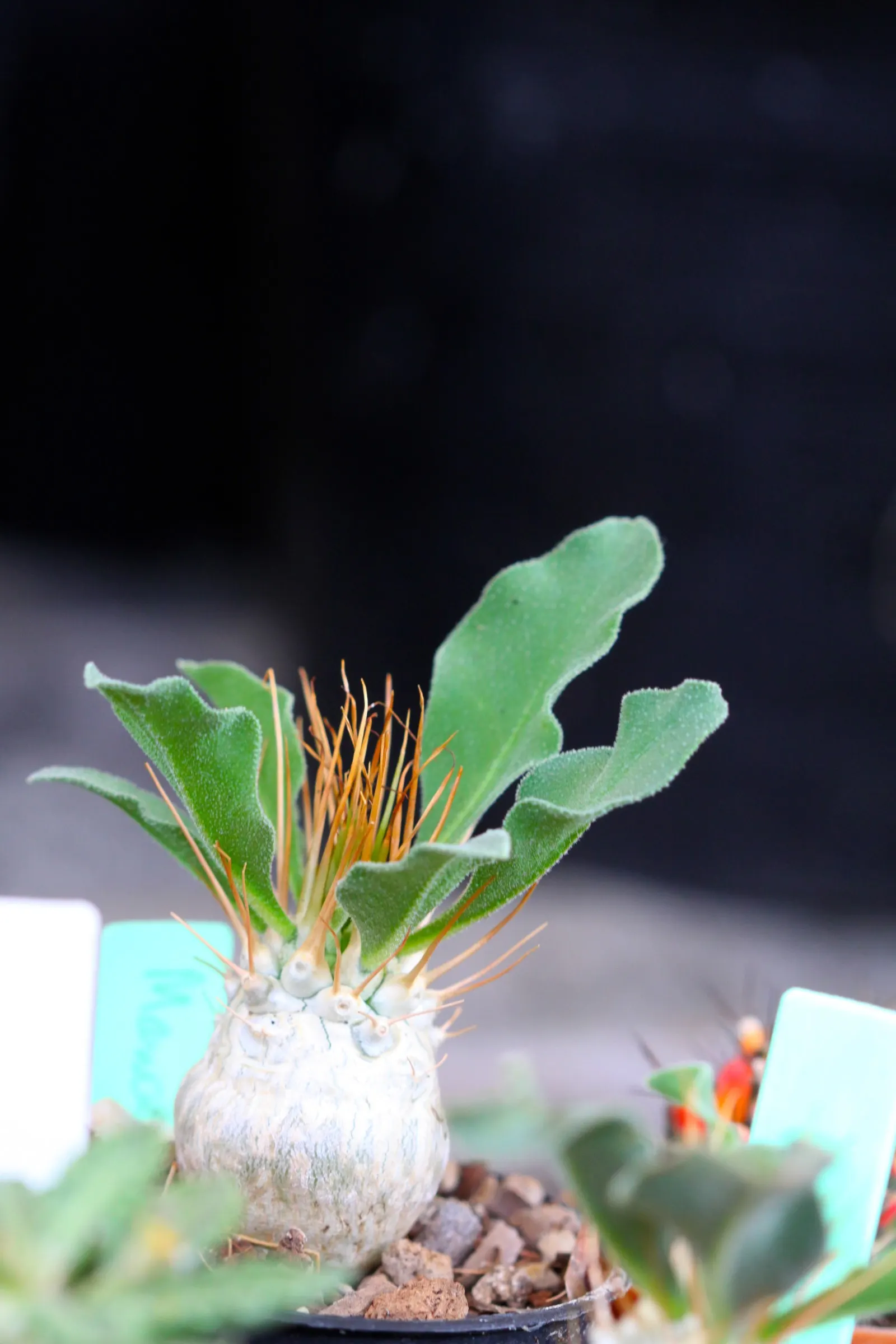 Green Ti Plant (Cordyline Terminalis 'Green') — Characterized by its long; this variant boasts a deep emerald green coloration that shines, image 59
