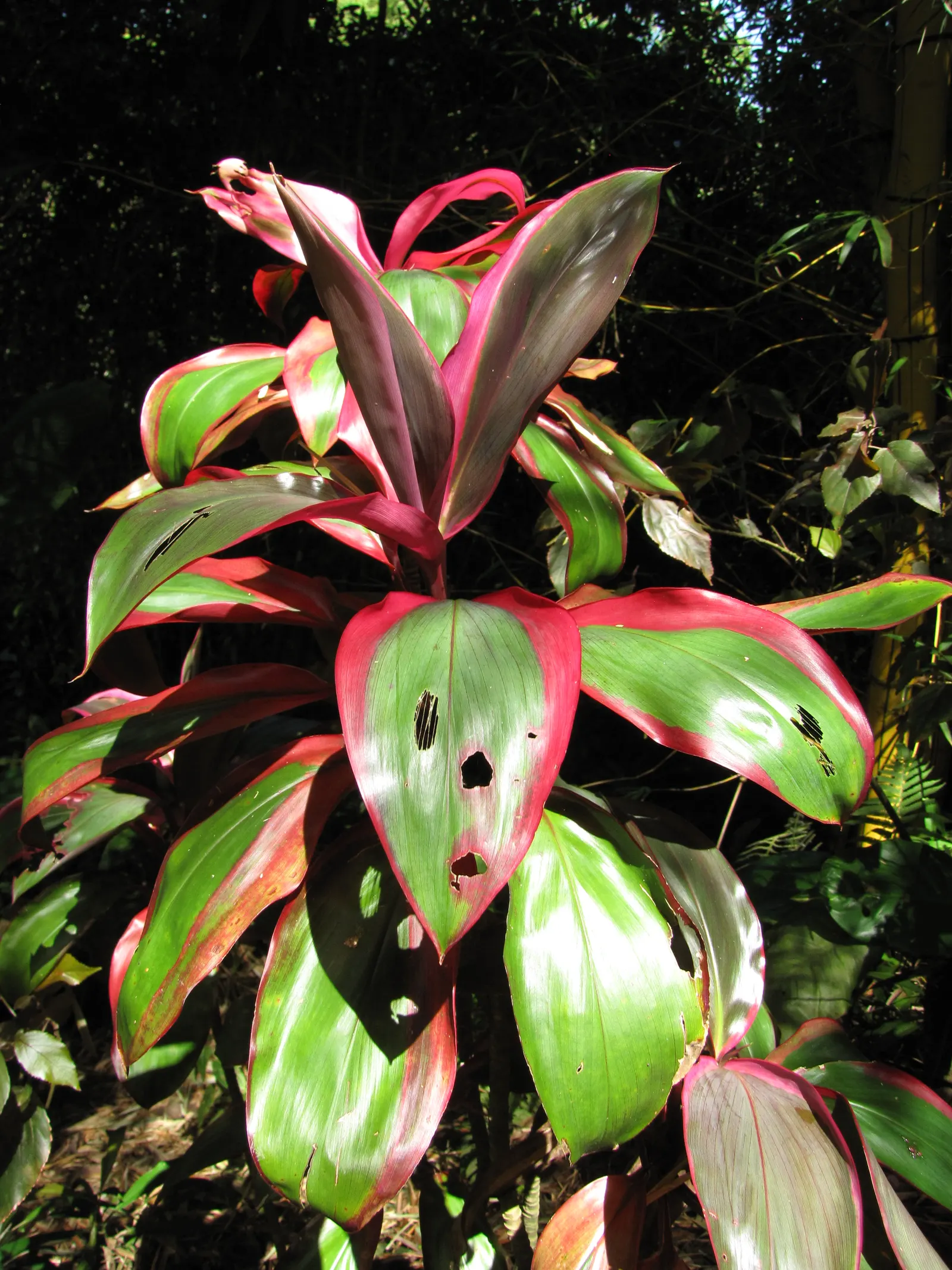 Green Ti Plant (Cordyline Terminalis 'Green') — it requires well-draining soil and consistent moisture