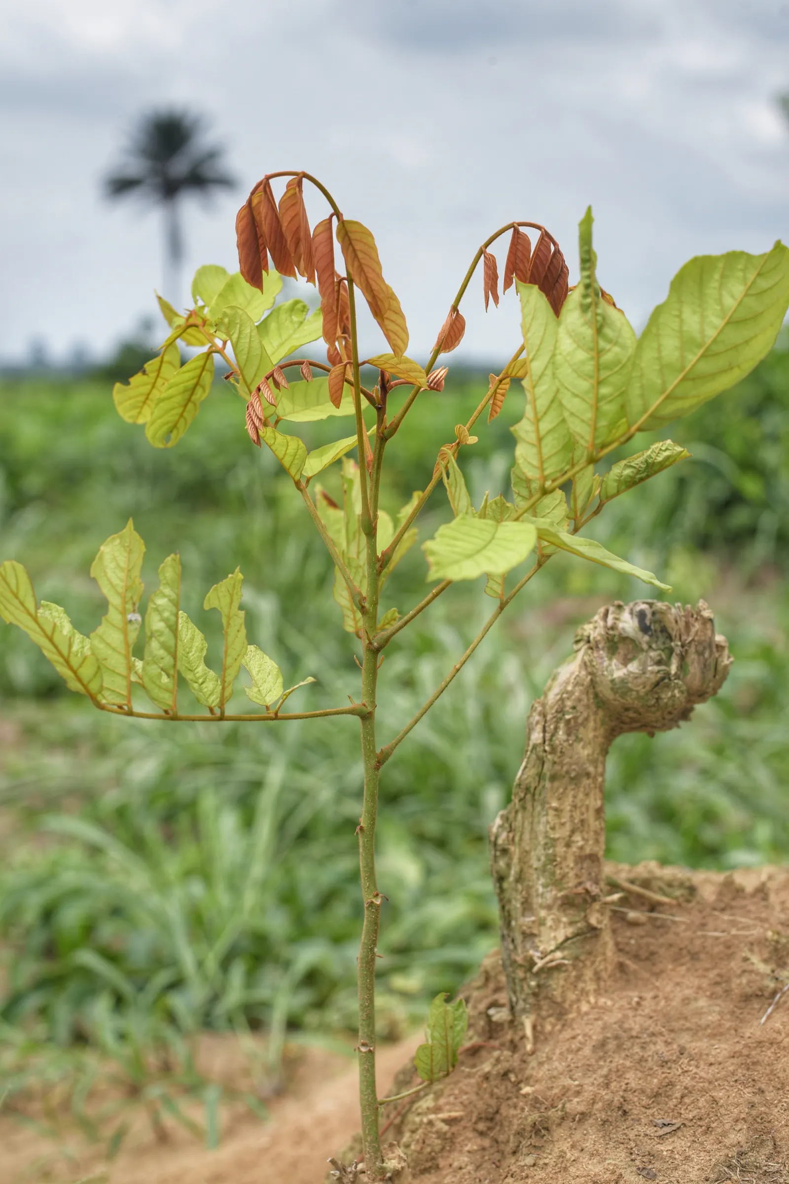 Green Ti Plant (Cordyline Terminalis 'Green') — the Green Ti Plant remains a captivating and reliable choice for adding year-round interest to the, image 97