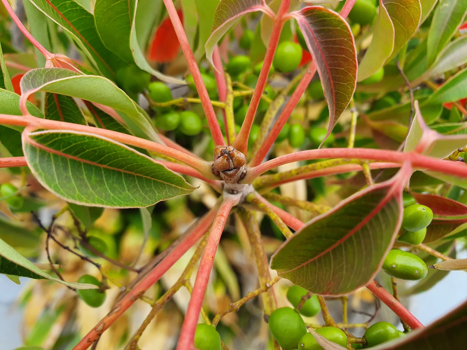 Green Ti Plant (Cordyline Terminalis 'Green') — exotic flair to garden compositions and container groupings; making it an excellent choice for, image 81