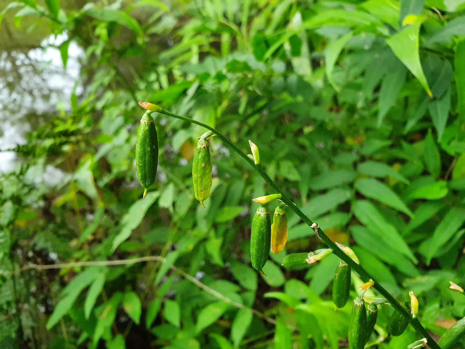 Green Ti Plant (Cordyline Terminalis 'Green') — tropical effect or using them as a vibrant backdrop for other colorful flowering plants; creating a