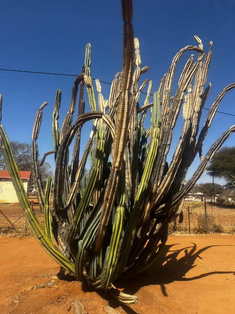 Green Ti Plant (Cordyline Terminalis 'Green') — although it can tolerate some shade; characterized by its long