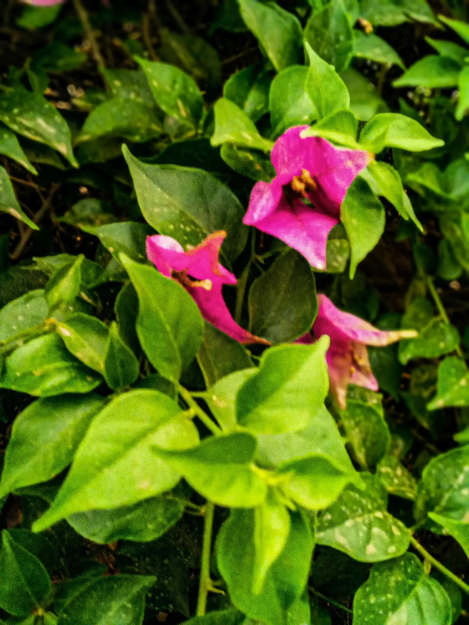 Green Ti Plant (Cordyline Terminalis 'Green') — pink flowers in the garden; is a striking tropical evergreen that brings a vibrant and lush, image 73