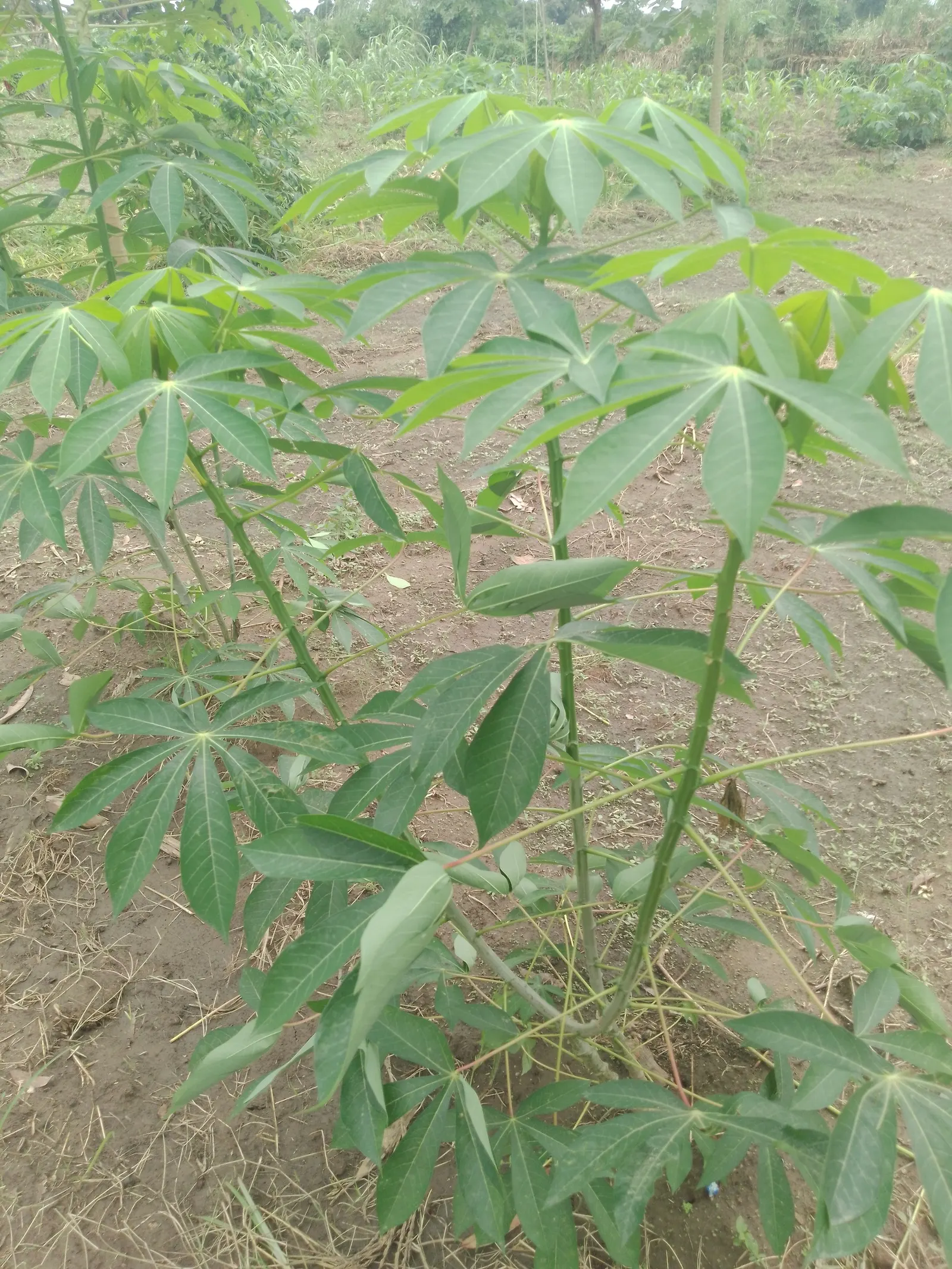 Green Ti Plant (Cordyline Terminalis 'Green') — consider grouping multiple Ti Plants together to create a lush; this low-maintenance plant adds a, image 94