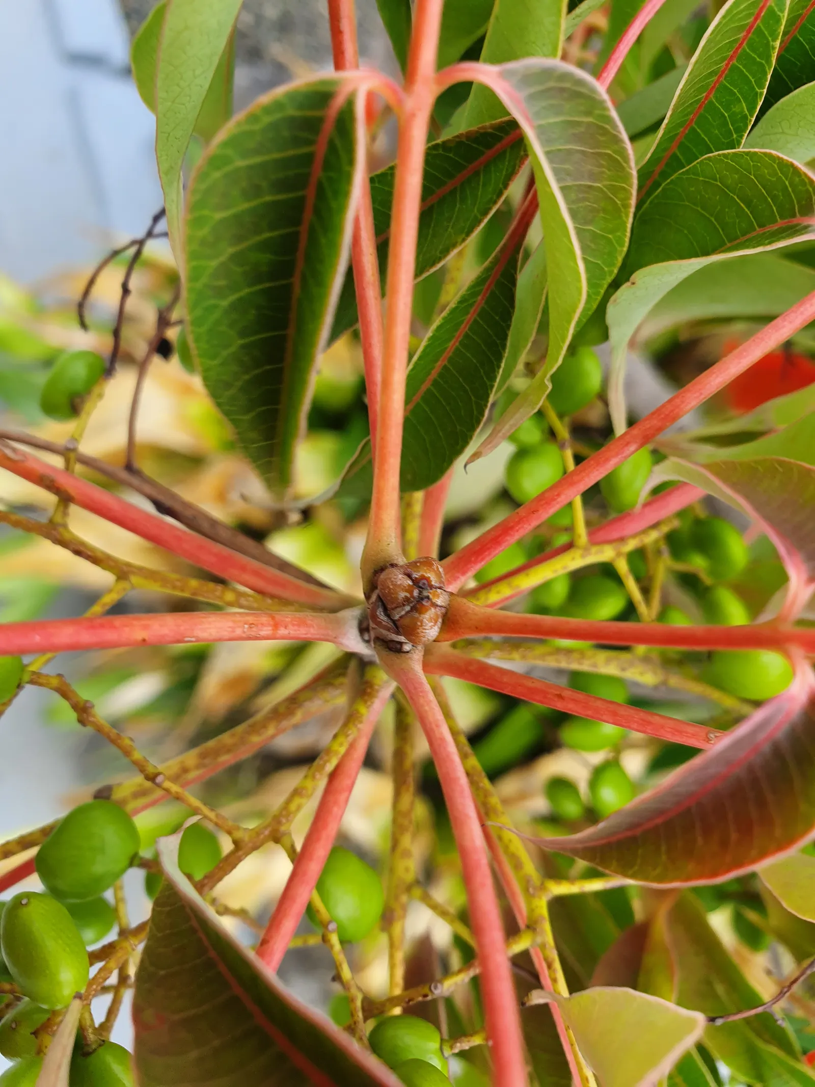 Green Ti Plant (Cordyline Terminalis 'Green') — tropical effect or using them as a vibrant backdrop for other colorful flowering plants