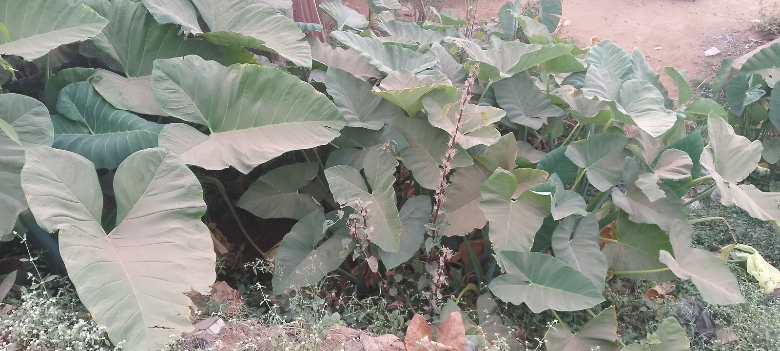 Green Ti Plant (Cordyline Terminalis 'Green') — Ideal for accentuating vertical elements in landscapes, it prefers moist, well-drained soil; it can, image 103