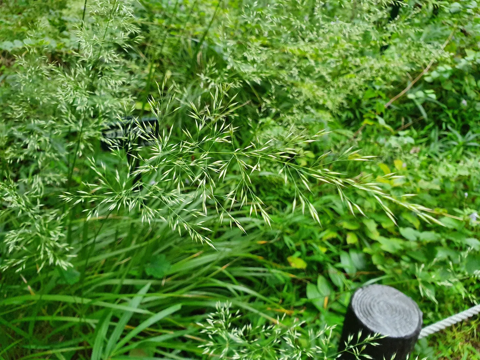 Green Ti Plant (Cordyline Terminalis 'Green') — Characterized by its long