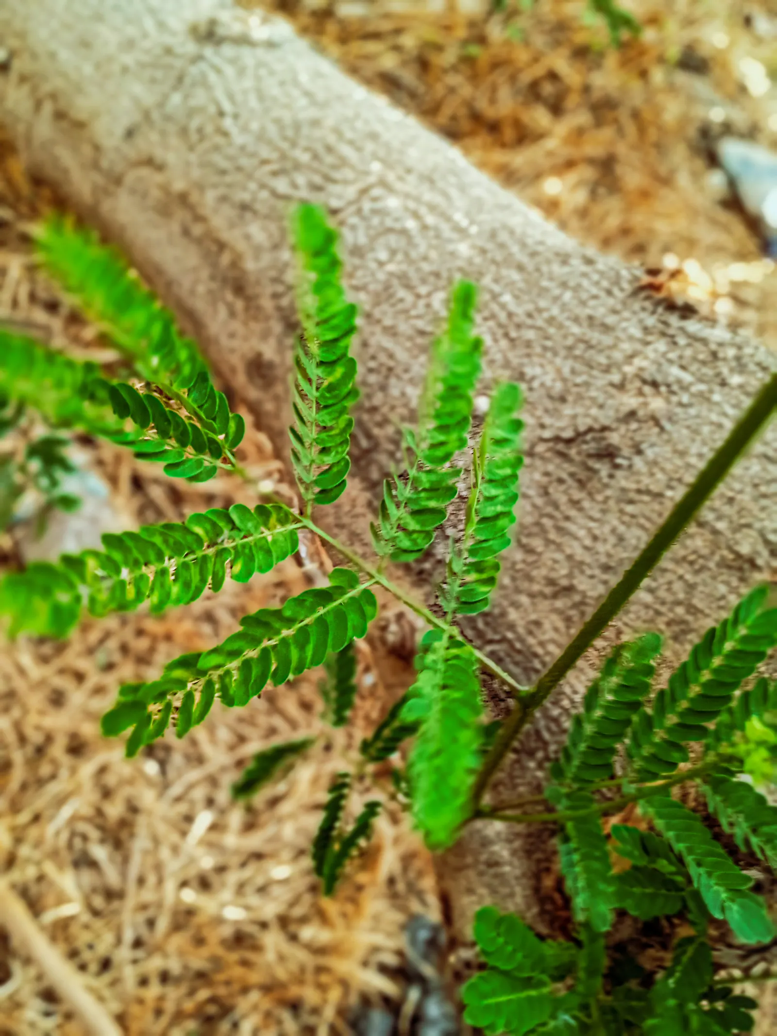 Green Ti Plant (Cordyline Terminalis 'Green') — such as occasional pruning to remove any yellowing leaves and infrequent fertilization