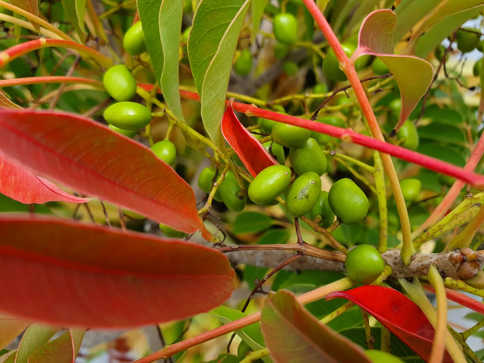 Green Ti Plant (Cordyline Terminalis 'Green') — The leaves radiate from the central stem; perennial with pink blooms
